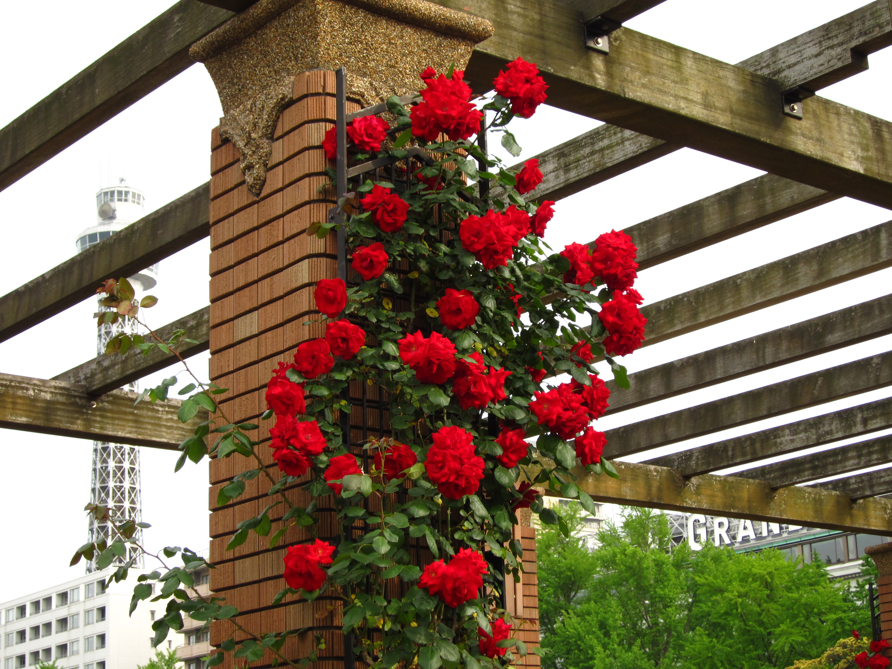 <b>くっきりカラー</b>