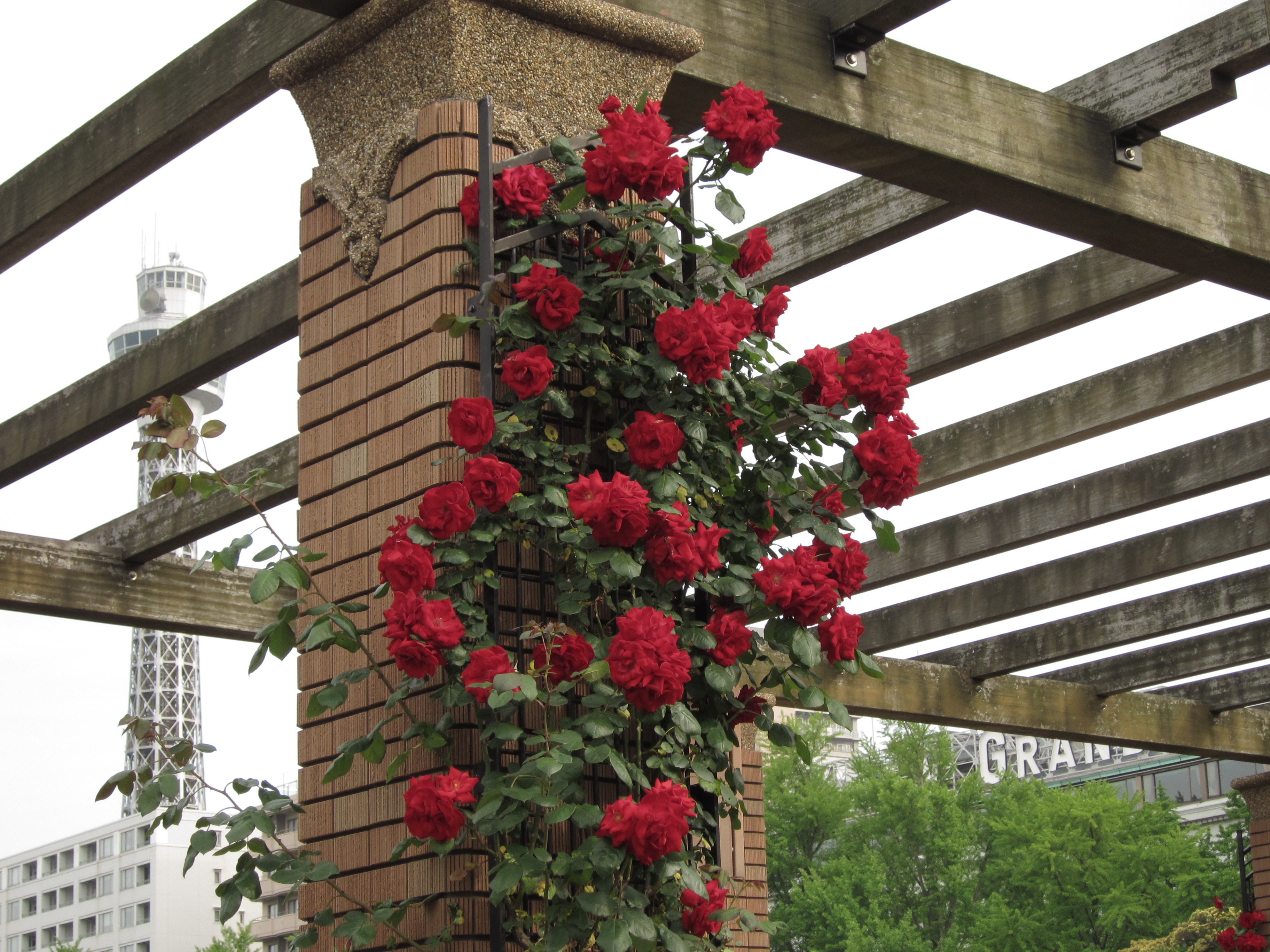 <b>すっきりカラー</b>