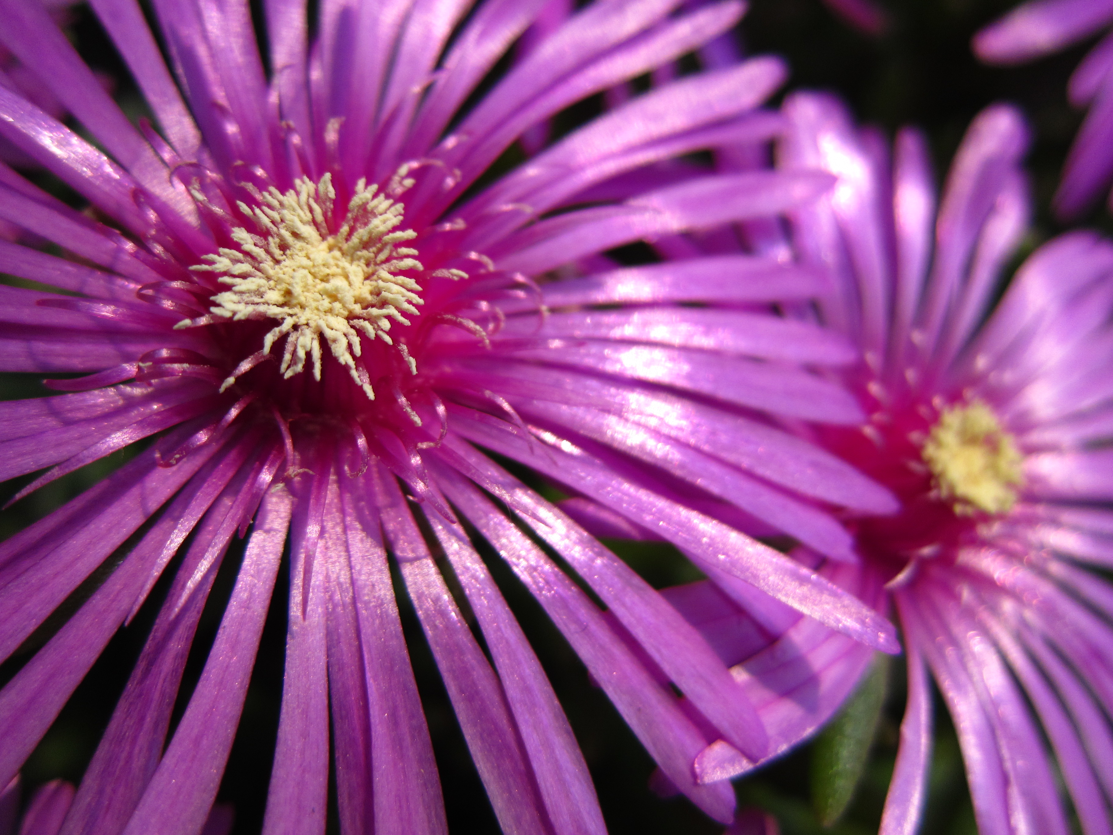 <b>IXY 30S / 約2.2MB / 3,648×2,736 / 1/1,600秒 / F2 / 0EV / ISO125 / WB:オート / 4.9mm</b>