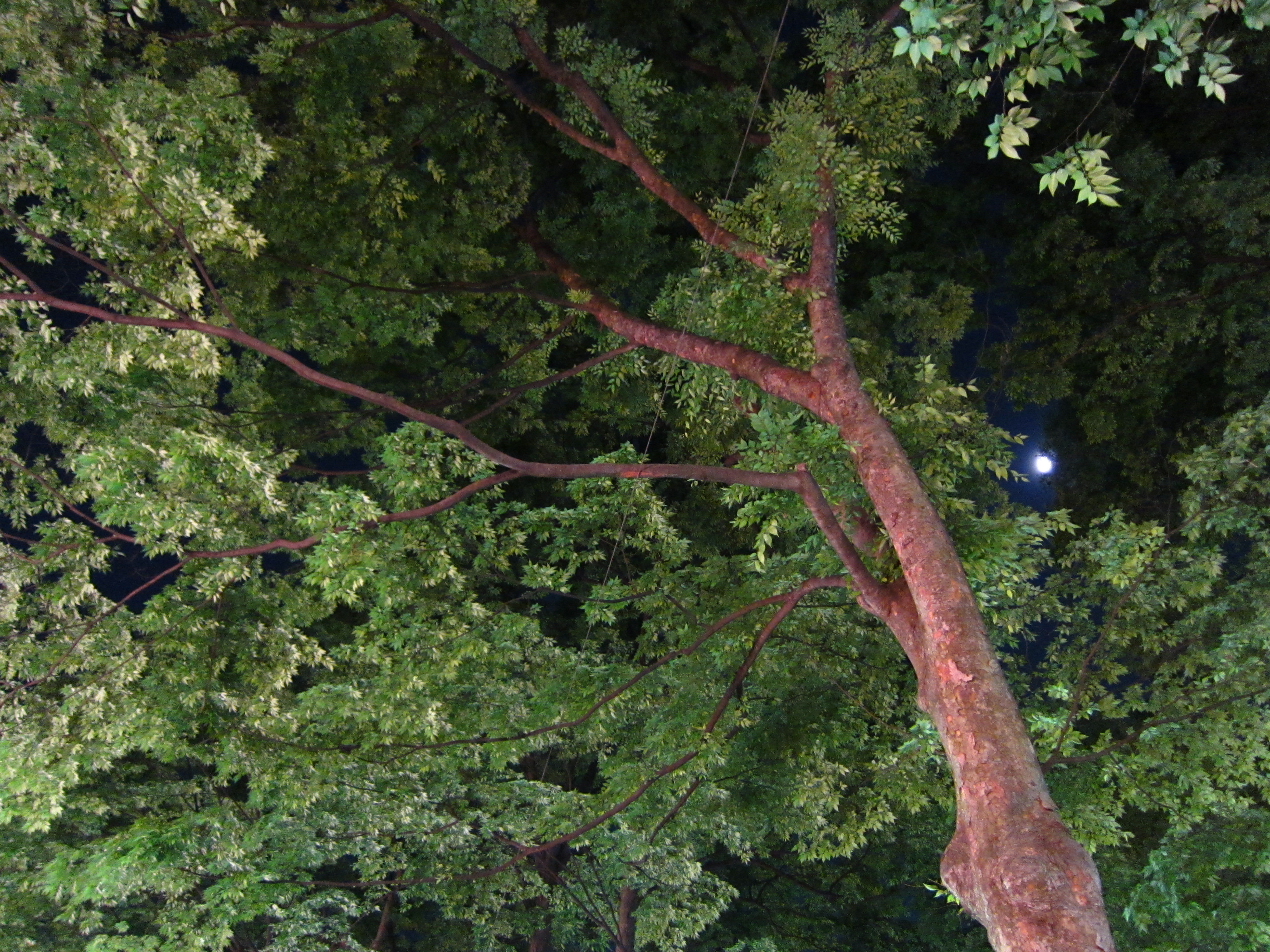 <b>IXY 30S / 約3.3MB / 3,648×2,736 / 1/4秒 / F2 / -0.3EV / ISO800 / WB:オート / 4.9mm</b>