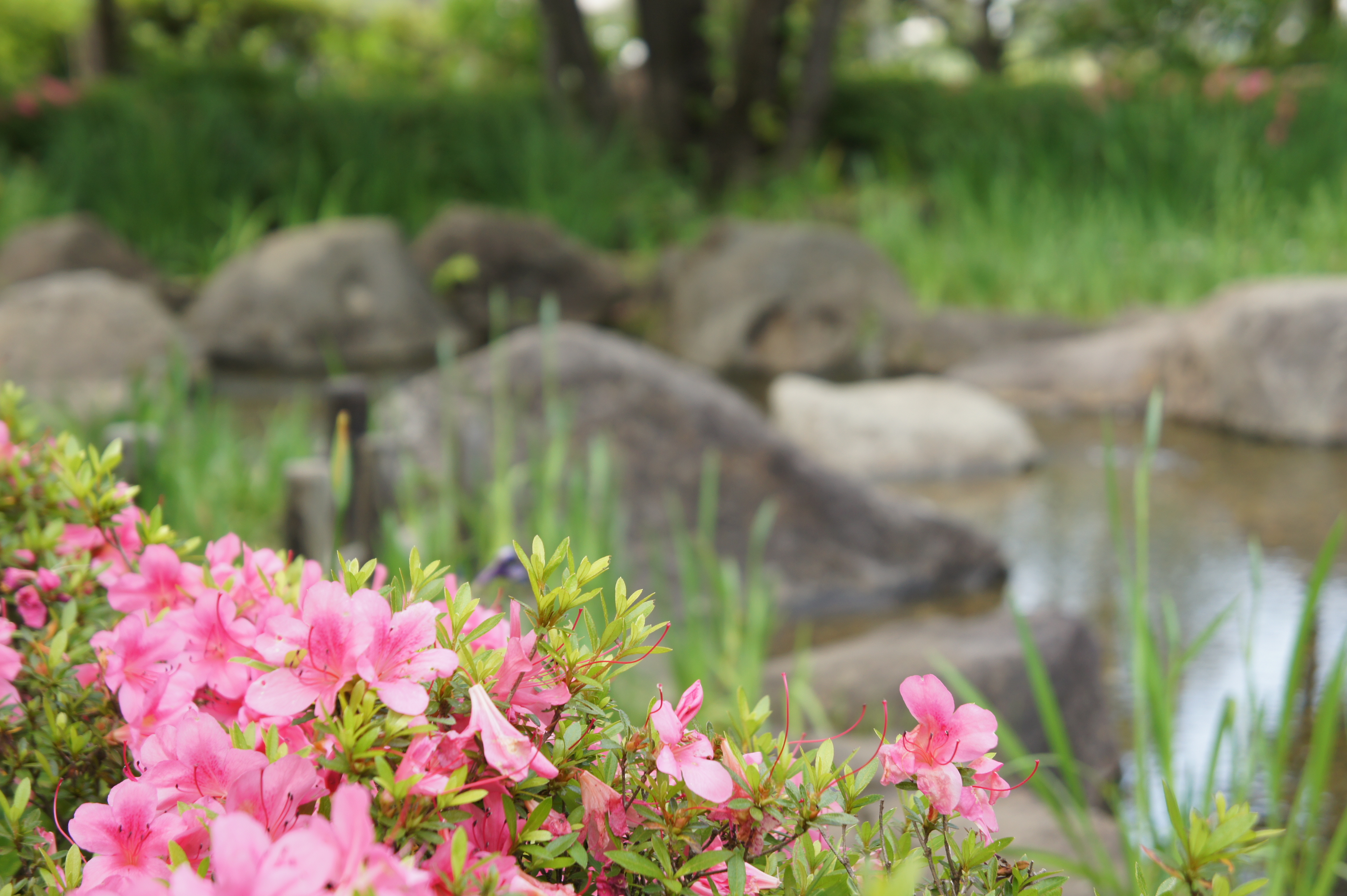 <b>背景ぼかしコントロールを使えば、簡単に背景をぼかした撮影ができる
        <br>NEX-5 / E 18-55mm F3.5-5.6 OSS / 約3.8MB / 4,592×3,056 / 1/125秒 / F5 / 0EV / ISO200 / WB:オート / 51mm</b>