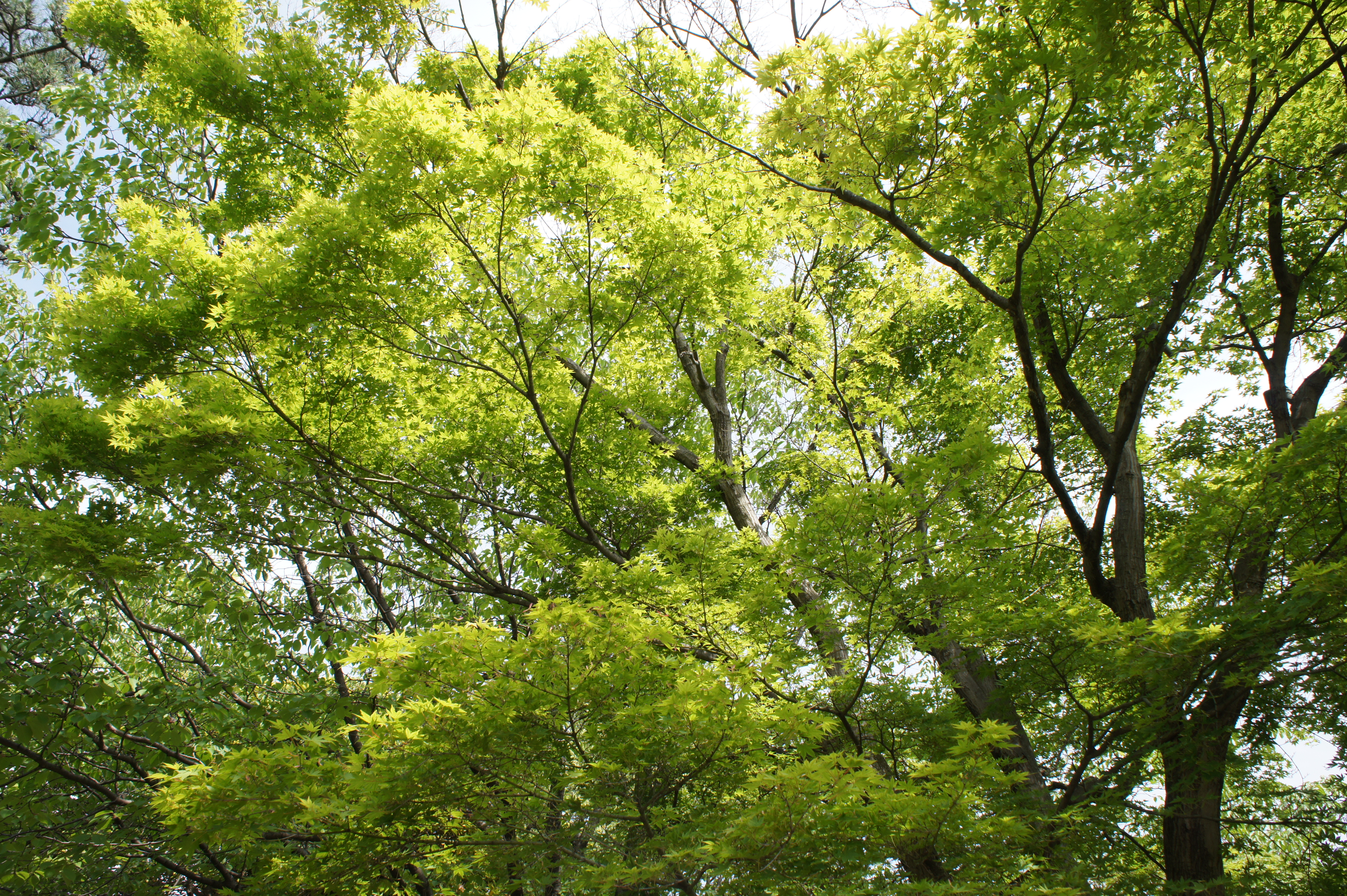 <b>逆に風景をくっきり撮りたいという場合も簡単。Aモードでも同じことはできるが、こちらの方が難しいことを考えなくていい
        <br>NEX-5 / E 18-55mm F3.5-5.6 OSS / 約10.6MB / 4,592×3,056 / 1/125秒 / F10 / 0EV / ISO200 / WB:オート / 18mm</b>