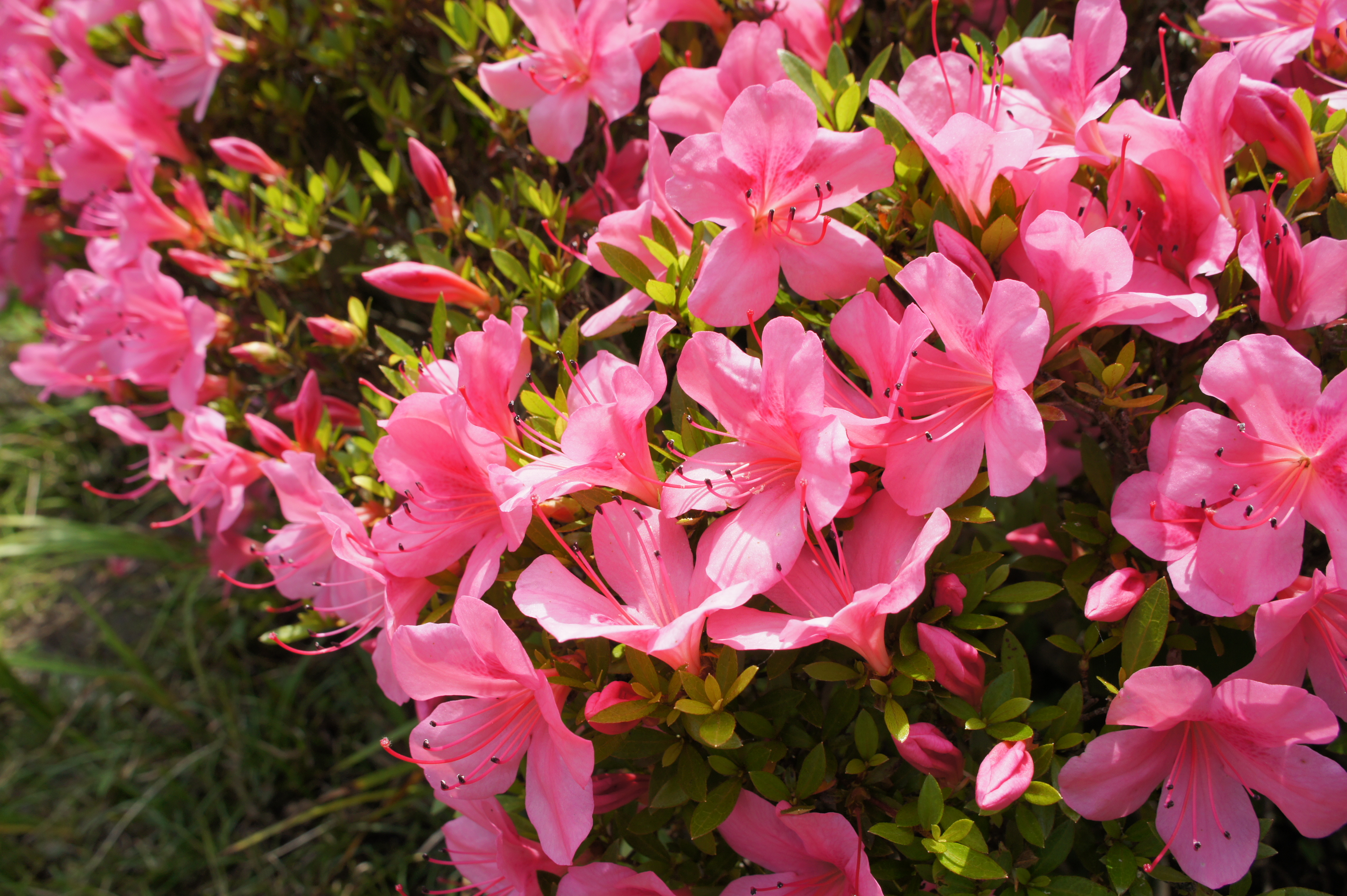 <b>こちらは1/3ほど「くっきり」方向に回した。絞られてボケ量が減っている。こうした効果が分かりやすいのは、大型センサーのおかげ
        <br>NEX-5 / E 18-55mm F3.5-5.6 OSS / 約4.8MB / 4,592×3,056 / 1/250秒 / F7.1 / 0EV / ISO200 / WB:オート / 18mm</b>