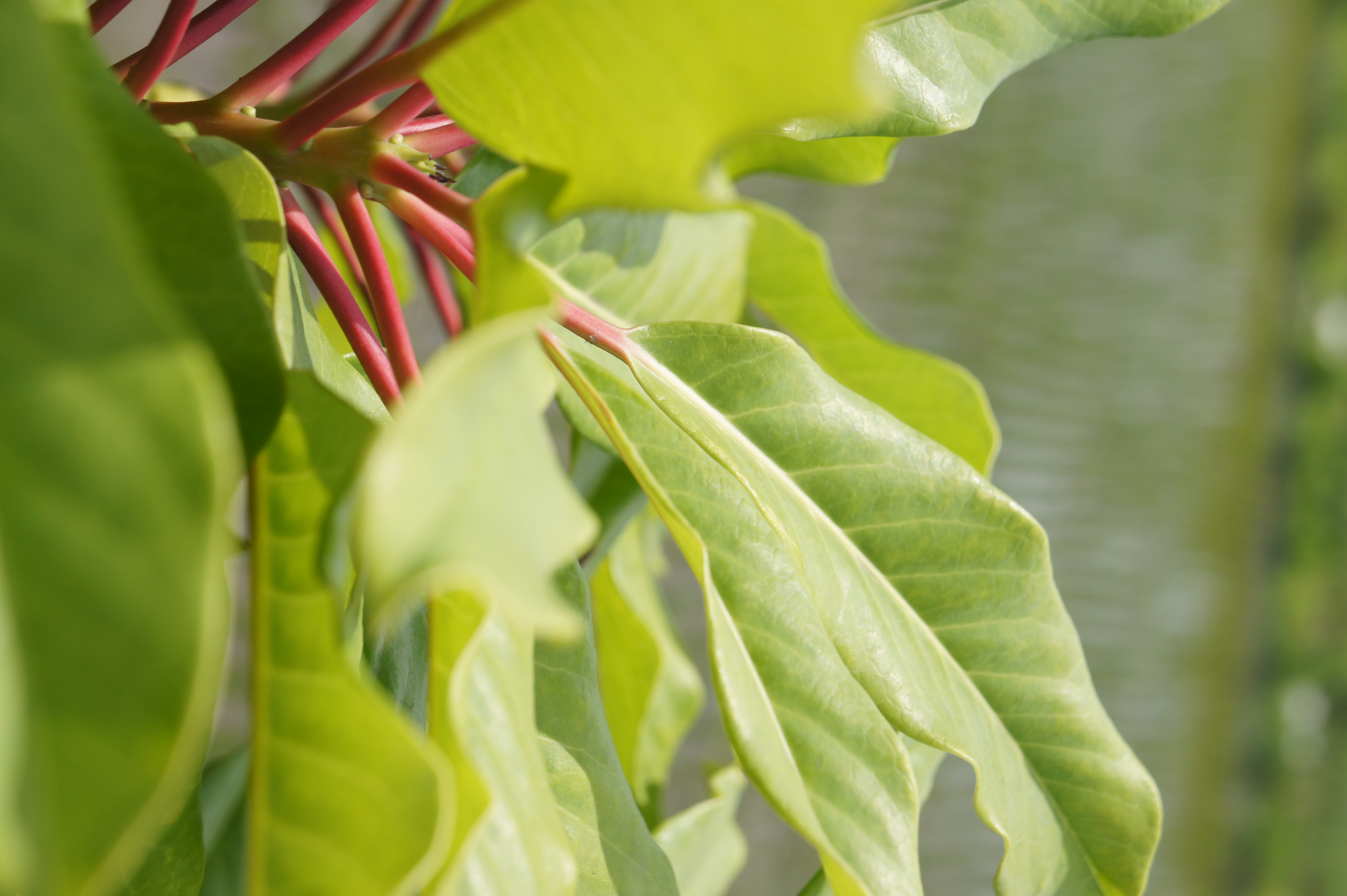 <b>広角端よりも望遠端の方がボケ量は大きくなり、いわゆる「一眼レフらしい」画像になる
        <br>NEX-5 / E 18-55mm F3.5-5.6 OSS / 約3.3MB / 3056x4592 / 1/500秒 / F8 / 0EV / ISO200 / WB:オート / 55mm</b>