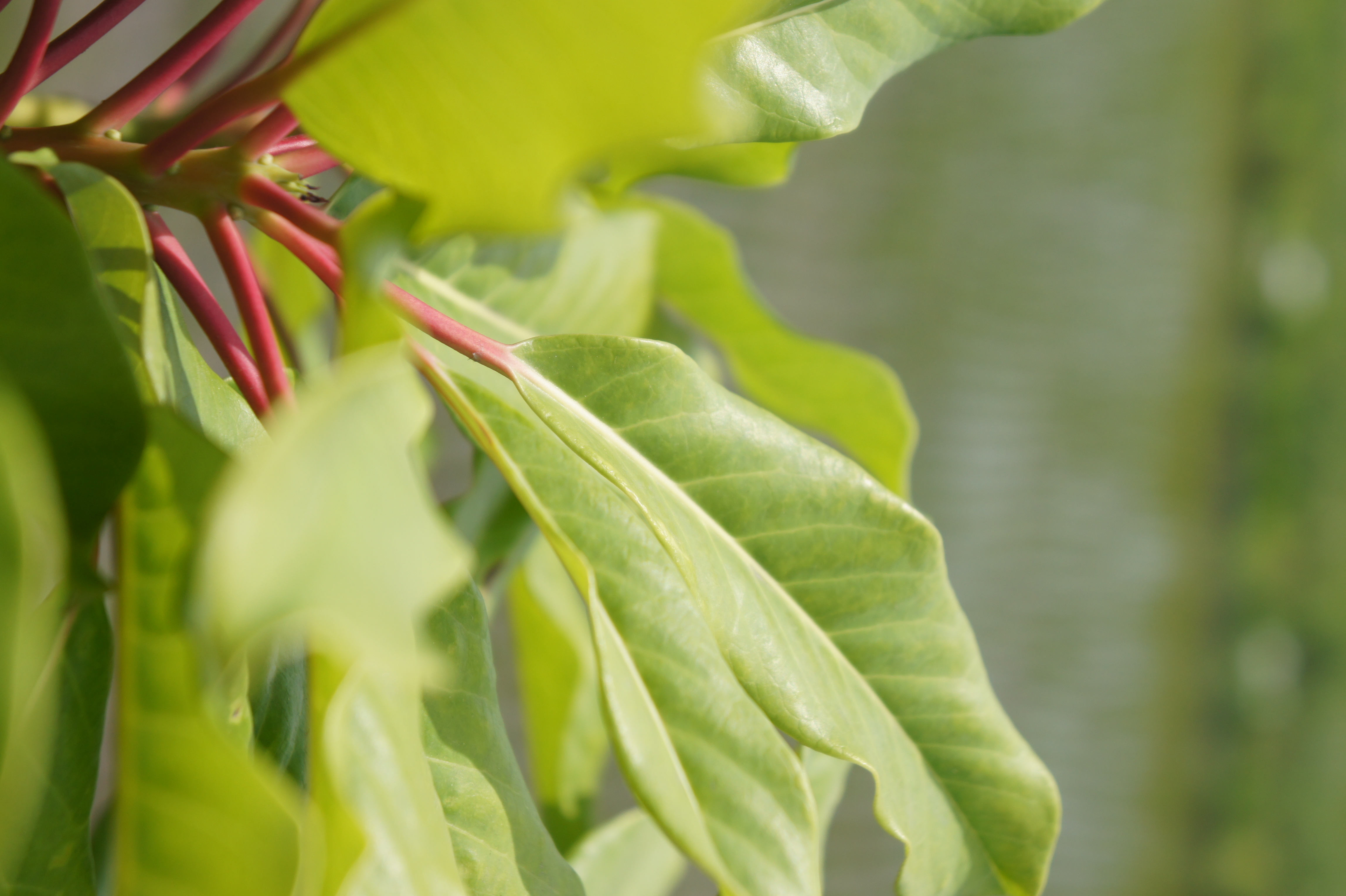 <b>パッと思いついたときにすぐ撮影できるiAUTOで、さらにボケをコントロールできるので、絞りの概念に慣れていない人でもいろいろと試したくなるはずだ
        <br>NEX-5 / E 18-55mm F3.5-5.6 OSS / 約3.2MB / 3056x4592 / 1/1,000秒 / F5.6 / 0EV / ISO200 / WB:オート / 55mm</b>