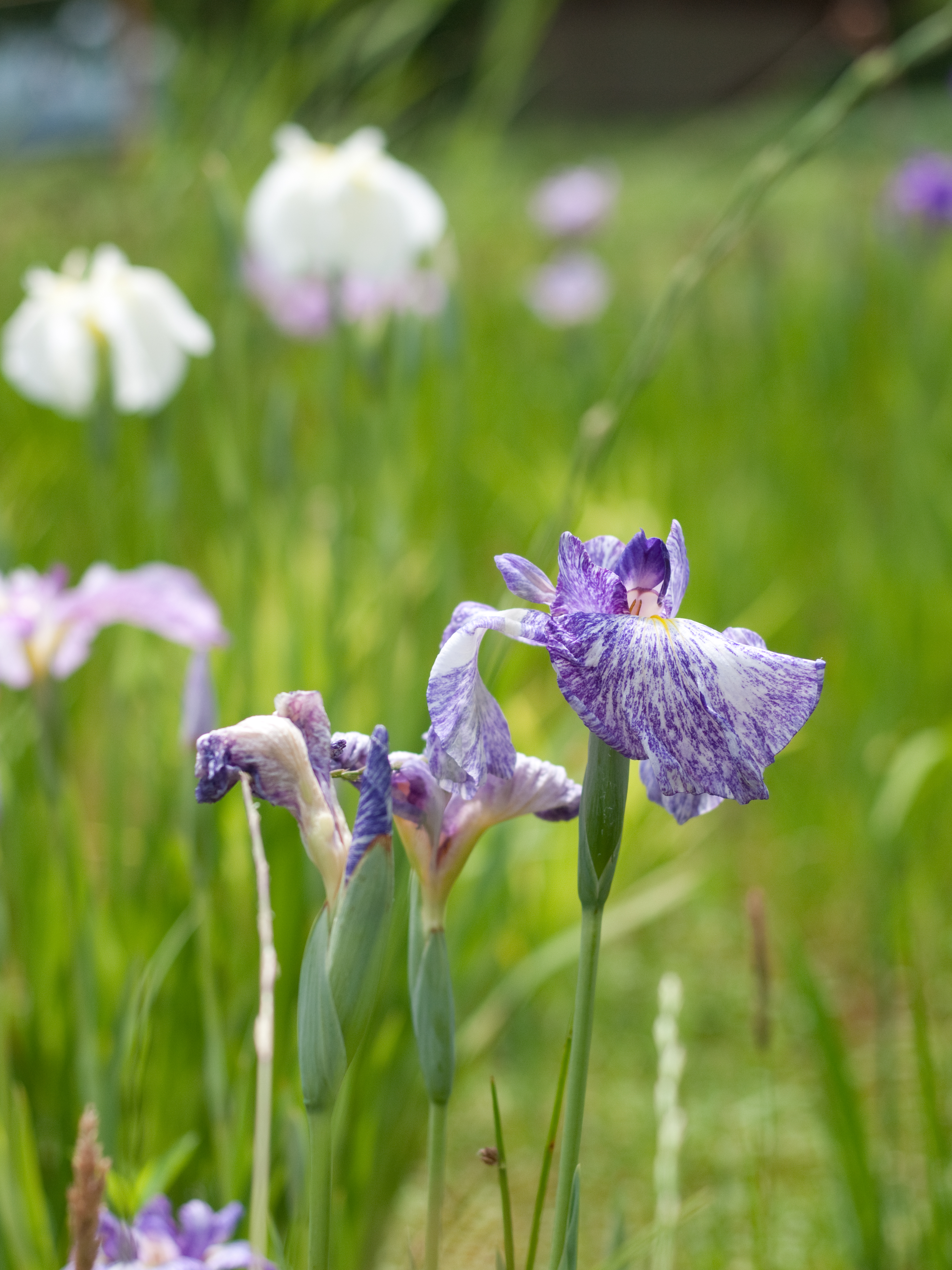 <b>E-P1 / Gプラナー T* 45mm F2 / 4,032×3,024 / 1/2500秒 / F2.8 / +0.3EV / ISO200 / WB:オート / 45mm</b>