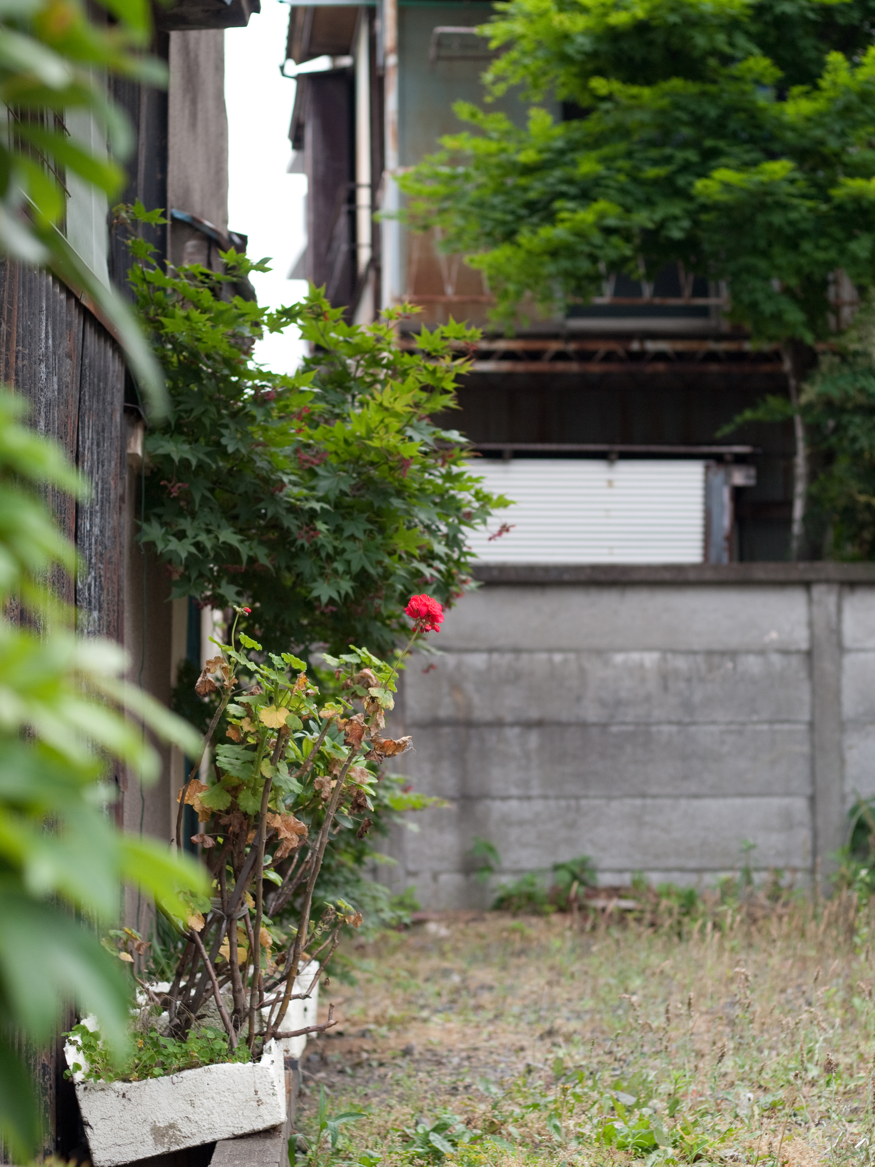 <b>E-P1 / Gプラナー T* 45mm F2 / 4,032×3,024 / 1/640秒 / F2 / 0EV / ISO200 / WB:オート / 45mm</b>