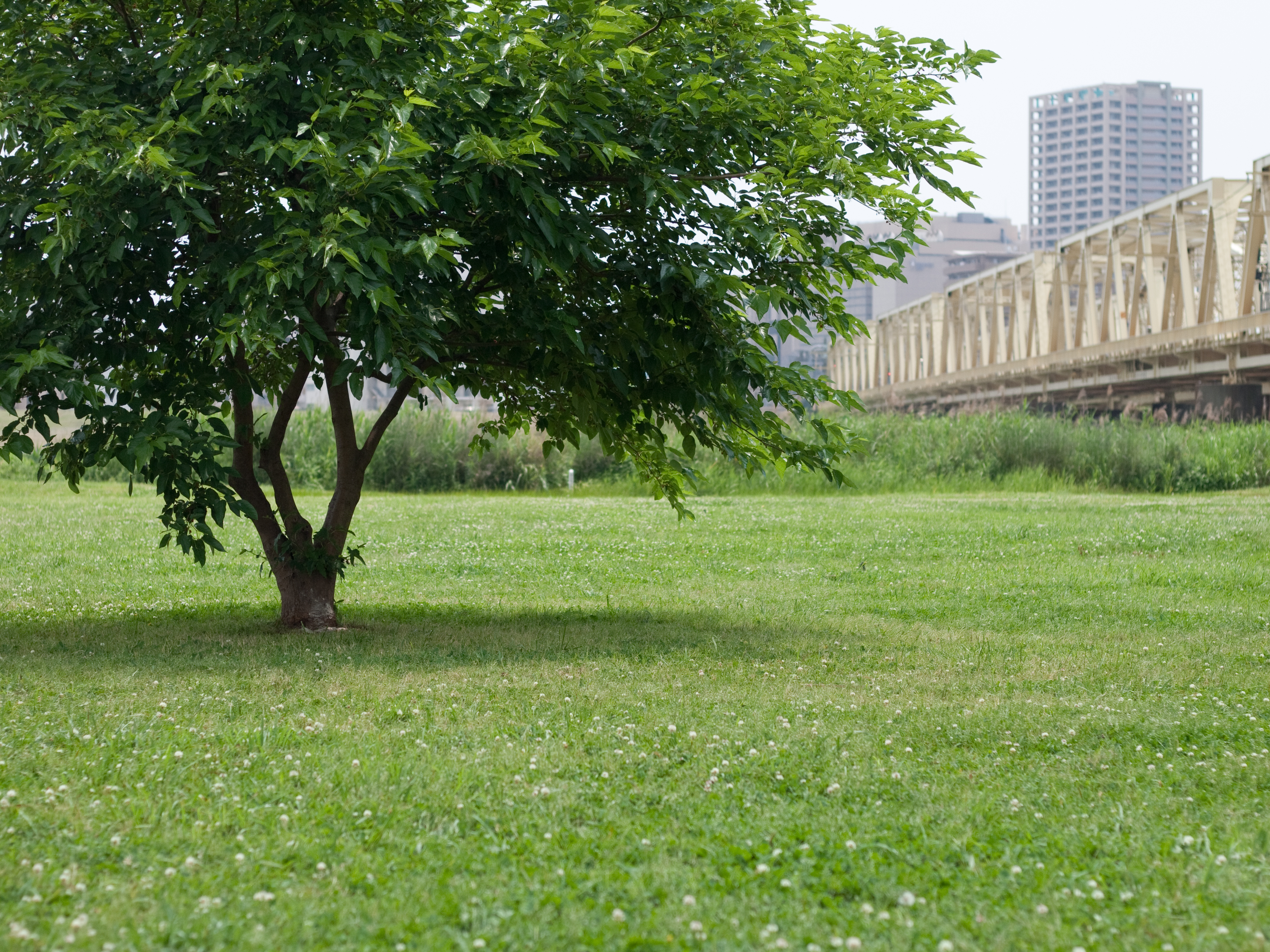 <b>E-P1 / Gプラナー T* 45mm F2 / 4,032×3,024 / 1/2,500秒 / F2.8 / 0EV / ISO200 / WB:オート / 45mm</b>