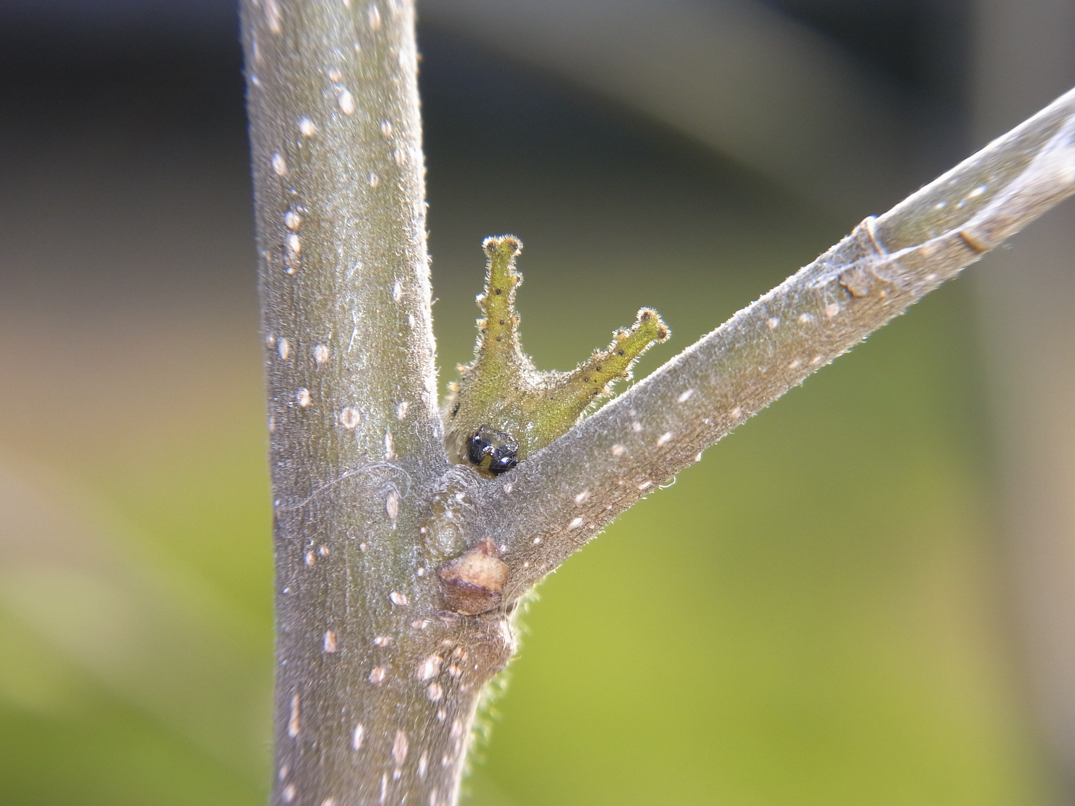 <b>アカボシゴマダラというチョウの幼虫。頭に2本のツノを持ち、なかなかカワイイ顔をしている。これはCX3の望遠マクロで最初に成功した1枚で、逆光の条件で内蔵ストロボを強制発光させている。ピントは200mm相当の最短撮影距離で固定、何枚か撮影し一番良いものを選んだ</b>