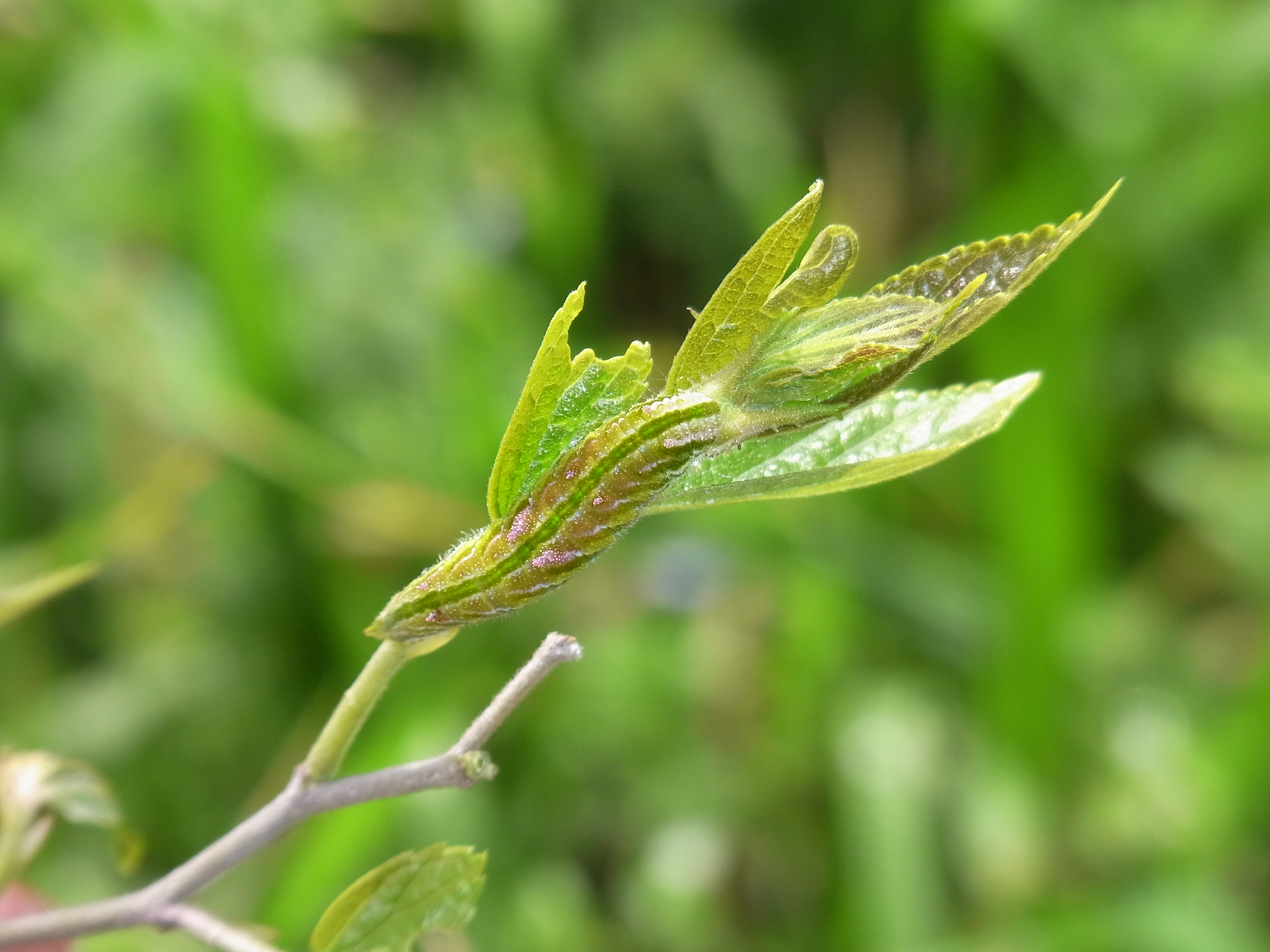 <b>左と同じアカボシゴマダラの幼虫が、ちょっと成長した状態。見事な擬態模様によって、食草であるエノキの葉に紛れている。こちらは最短撮影距離から少し離れて、AFに切り替えて撮影している</b>