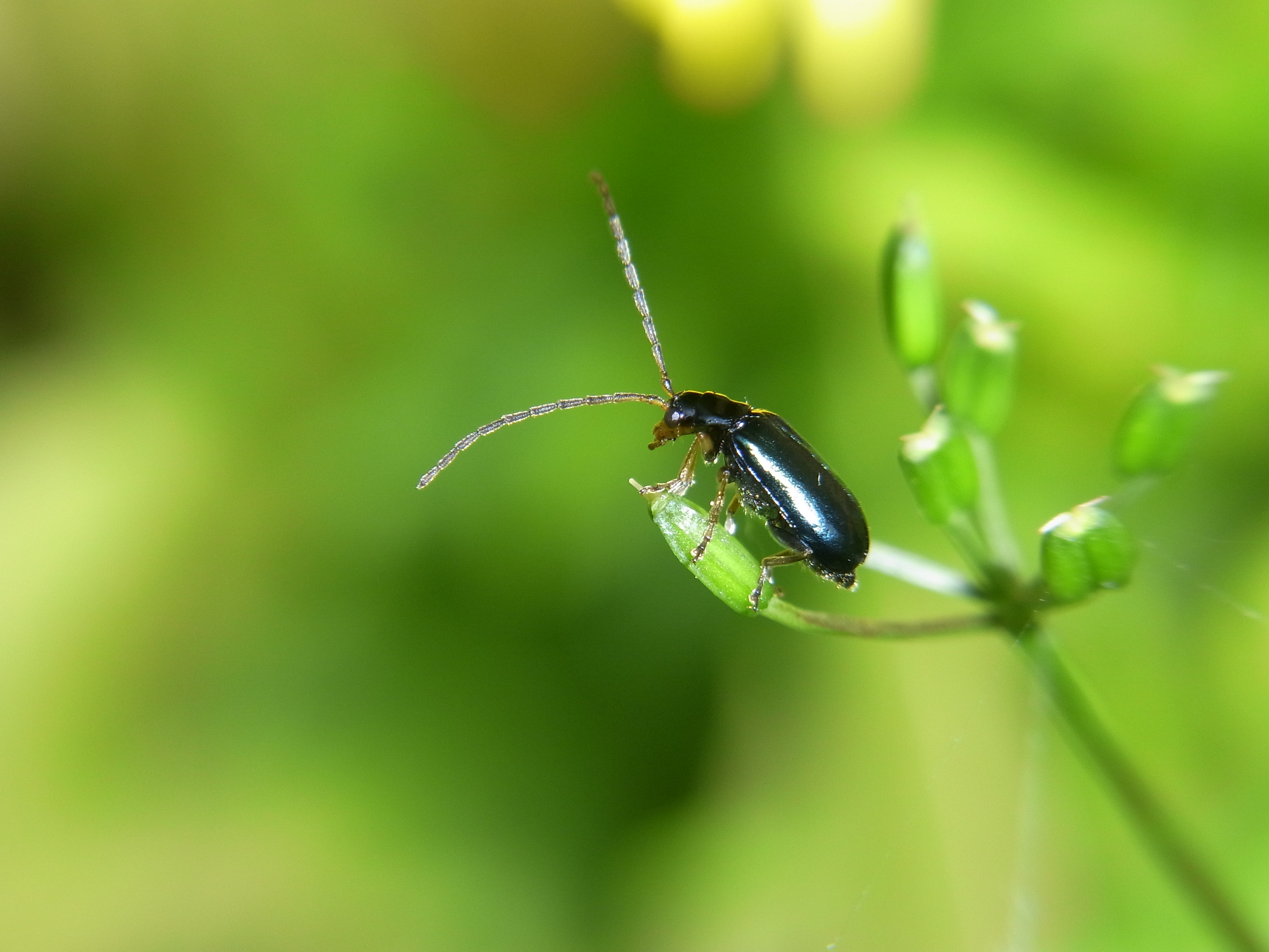 <b>植物園で見つけたクワハムシ。背景ボケが美しく、ピントの合った部分はなかなかシャープ。小さな虫を画面中心付近に捉えると、このような描写が得られる。内装ストロボは強制発光だが、オーバーになることもなく実に自然な描写だ</b>