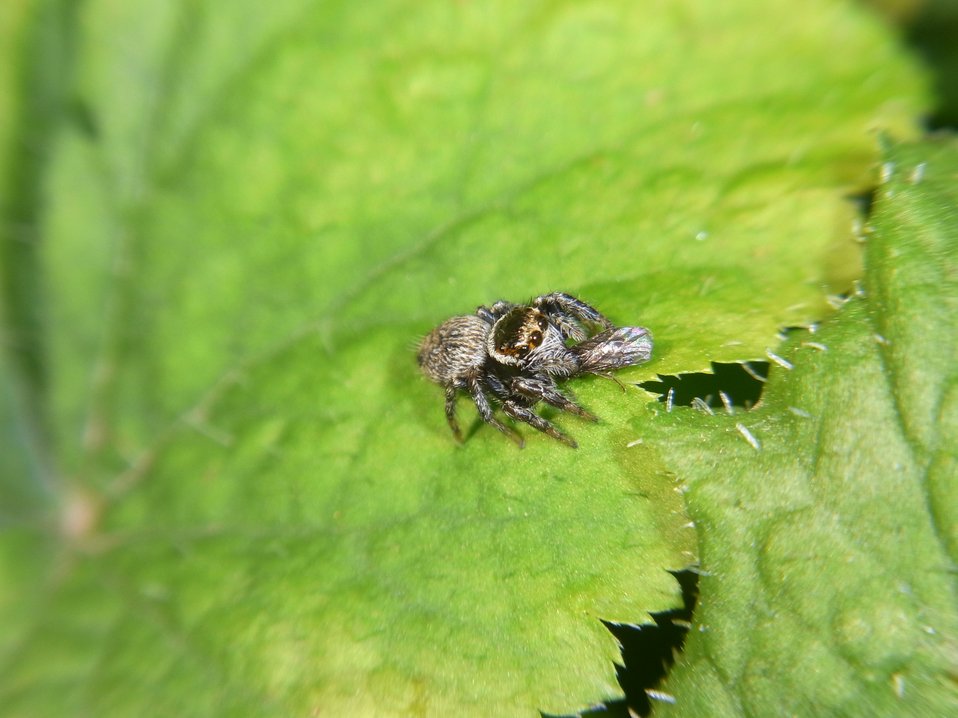 <b>小さなマミジロハエトリが、さらに小さなハチ(寄生バチの一種）を捉えたところ。肉眼ではほとんど確認できない世界だ。ハエトリグモの仲間は大きな瞳がカワイイので、けっこう人気がある</b>