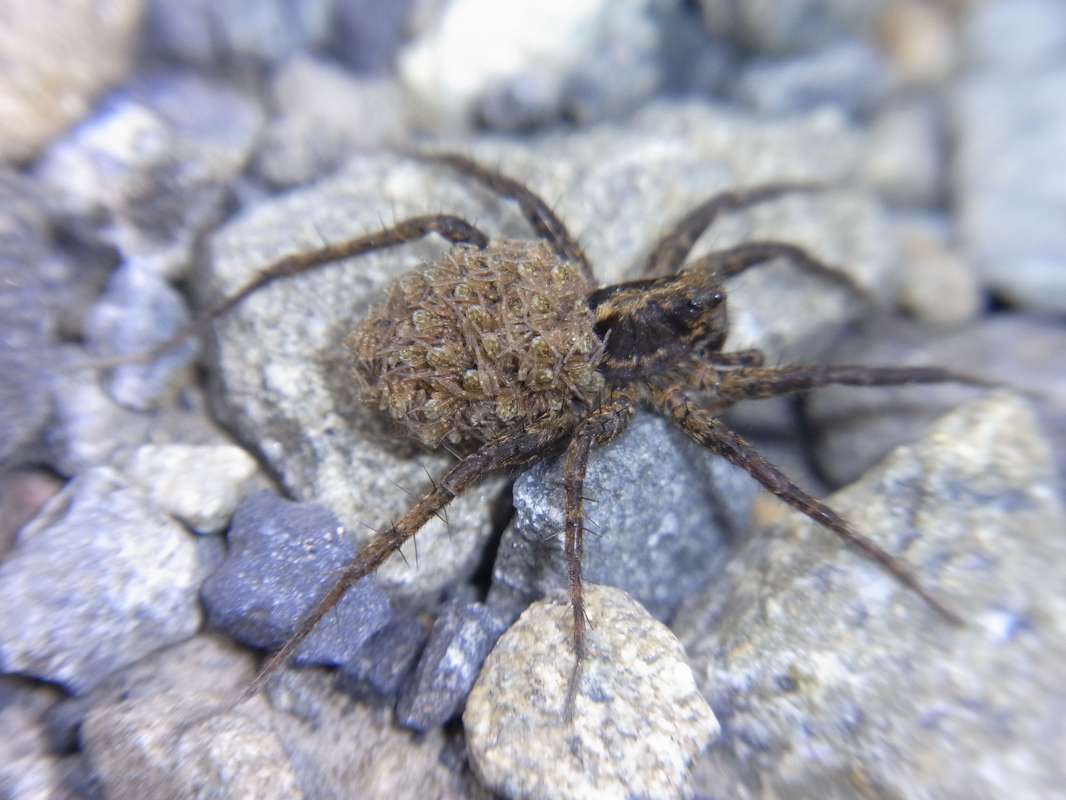 <b>ウヅキコモリグモは子守をするクモで、小さな子グモが、母親の背中にしがみついているのが感動的。この写真も地面が流れたような独特の描写だが、それがかえって主要部分を強調するようにも思える</b>