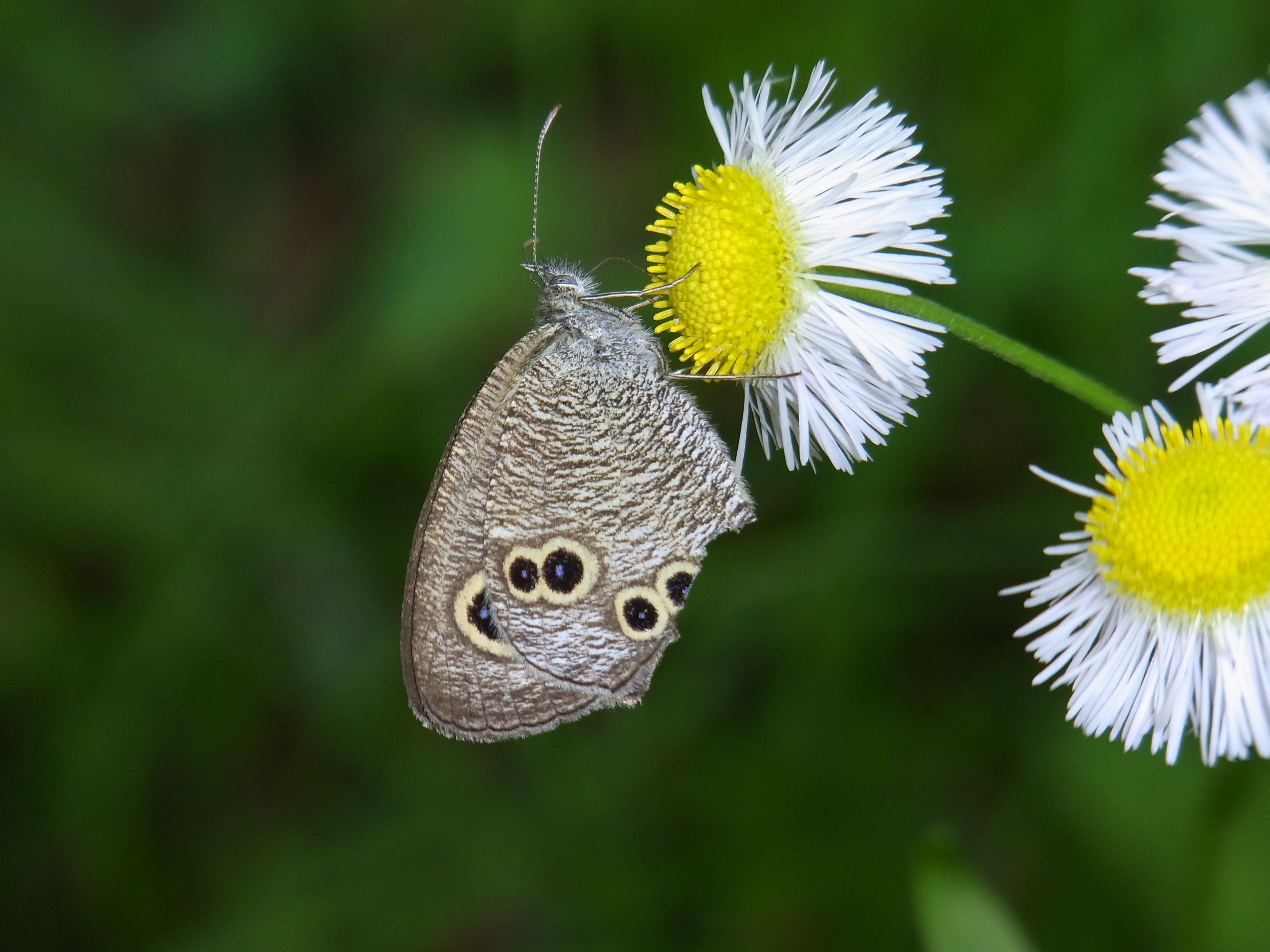 <b>このヒメウラナミジャノメは羽が破れていて、マニアはこういうチョウは撮らないのだが、ぼくは“生活感”が出ていてそれなりの良さがあると思うのだ。背景が抜けた条件では、画面周辺の収差も気にならず、美しいボケ味の写真が撮れる</b>