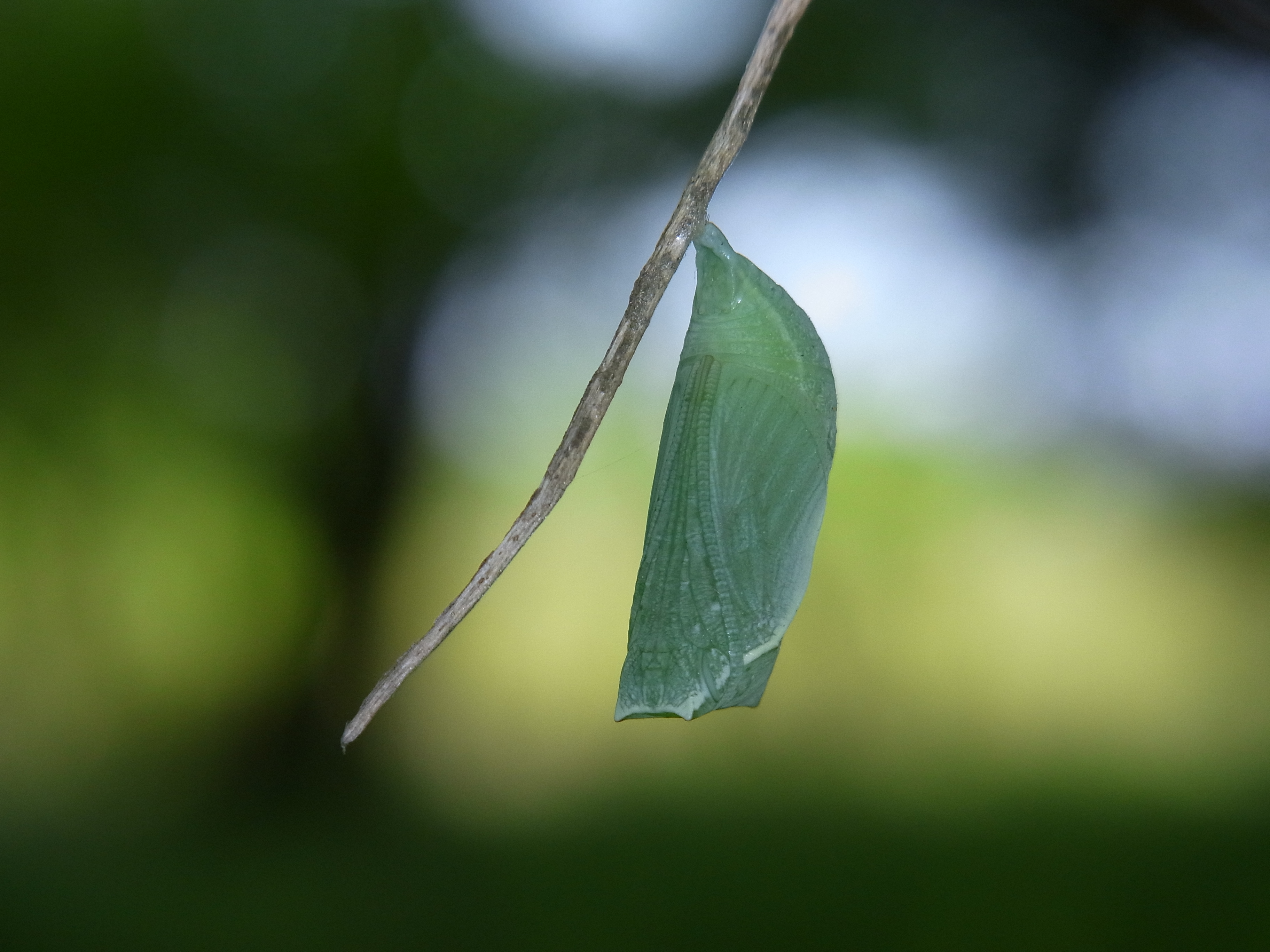<b>雑木林で見つけたヒカゲチョウのサナギ。表面に目玉や触覚、羽などの模様が見えるのが面白い。手前が暗く、背景が明るい条件で内蔵ストロボを照射すると、手ぶれもなく美しい写真が撮れる。とはいえ風で揺れるので、左手で枝を押さえながら撮影している</b>