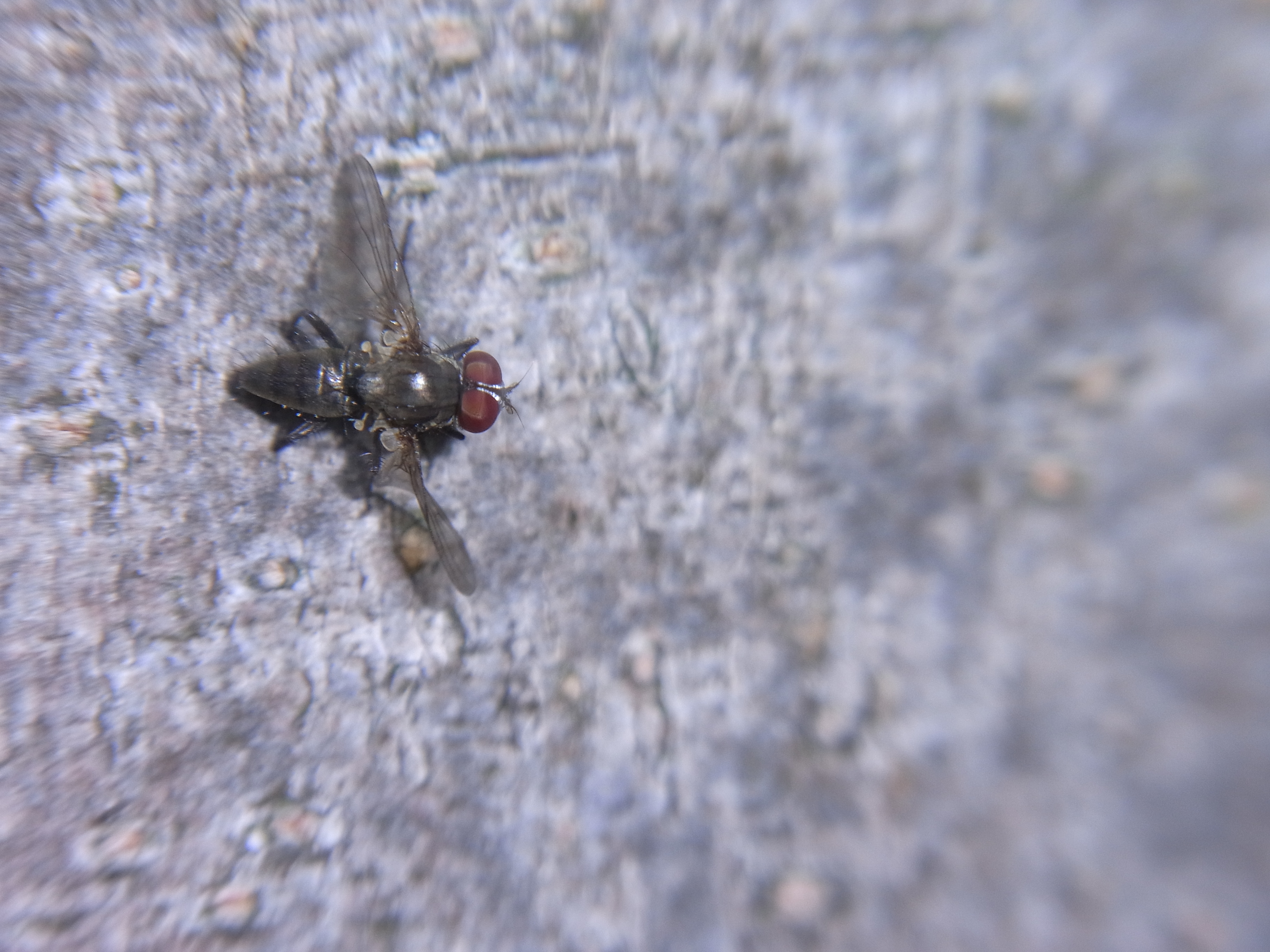 <b>ケヤキの街路樹に止まっていたハエの一種を撮影したら、飛び立つ瞬間が写っていた。CX3の内蔵ストロボは測光のためのプリ発光を行なうが、それに驚いて飛び立ったところ、2回目の本発光で撮影されたのだ。たまにこんな写真が撮れるところが、コンパクトデジタルカメラのおもしろさだ</b>
