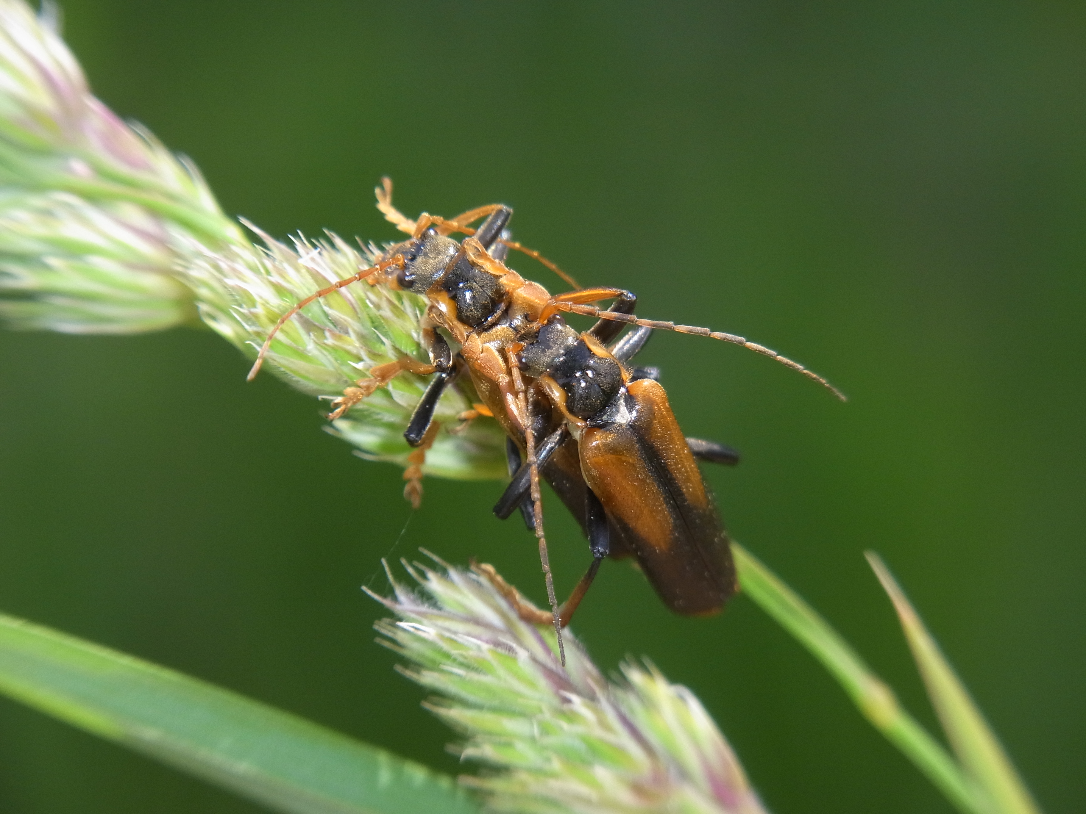 <b>カミキリムシに似ているが、これはジョウカイボンという甲虫の一種。メスの背中にオスが乗って交尾している。怪獣のような顔で、色もなかなかきれい</b>