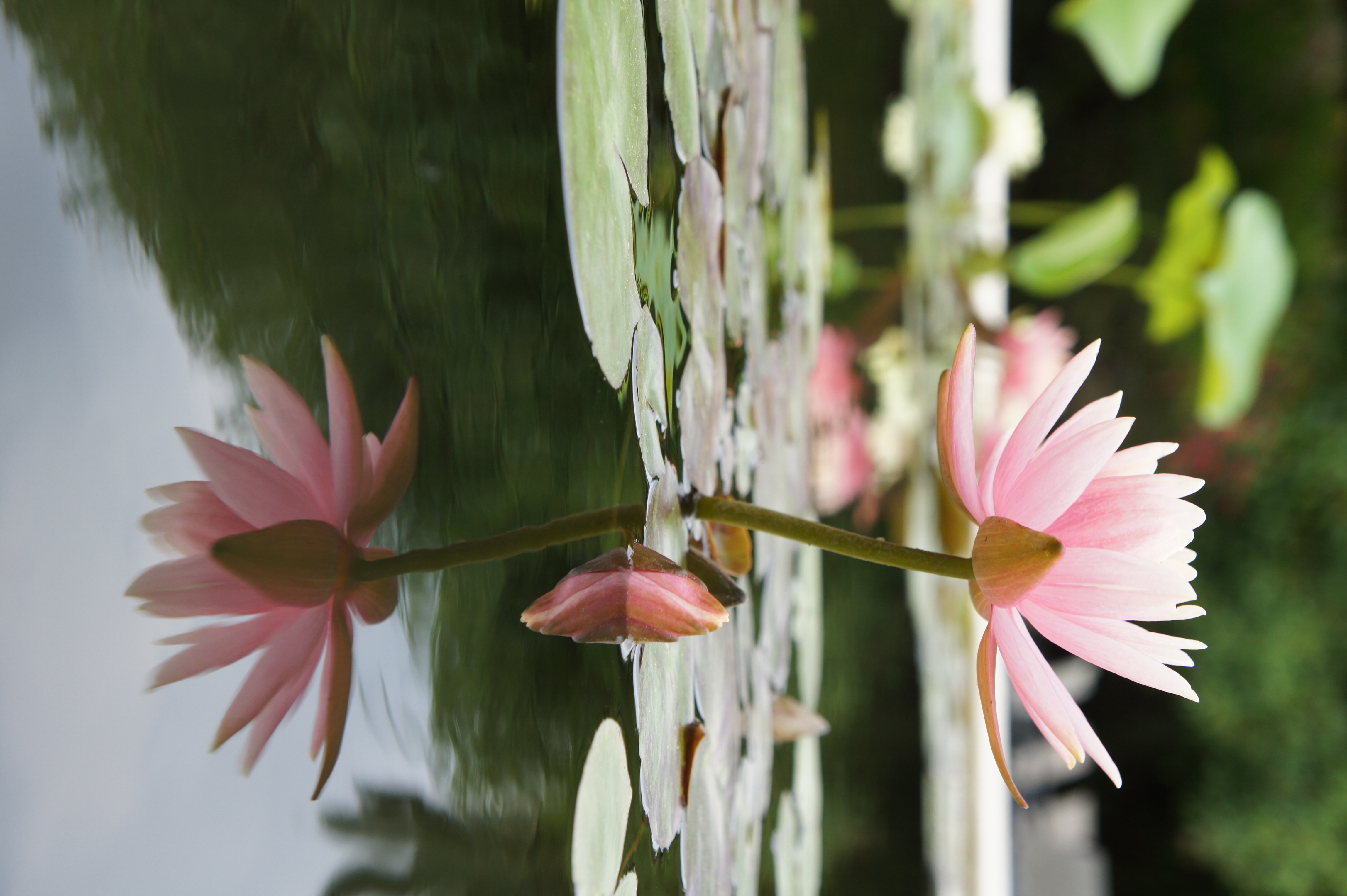 <b>水面に映ったハスの花を狙ってみた。明るくないレンズなので大きくはボケてくれないが、形はまあまあ素直な方だと思う<br>NEX-5 / E 18-55mm F3.5-5.6 OSS / 4,592×3,056 / 1/125秒 / F5.6 / 0EV / ISO200 WB:オート / 43mm</b>