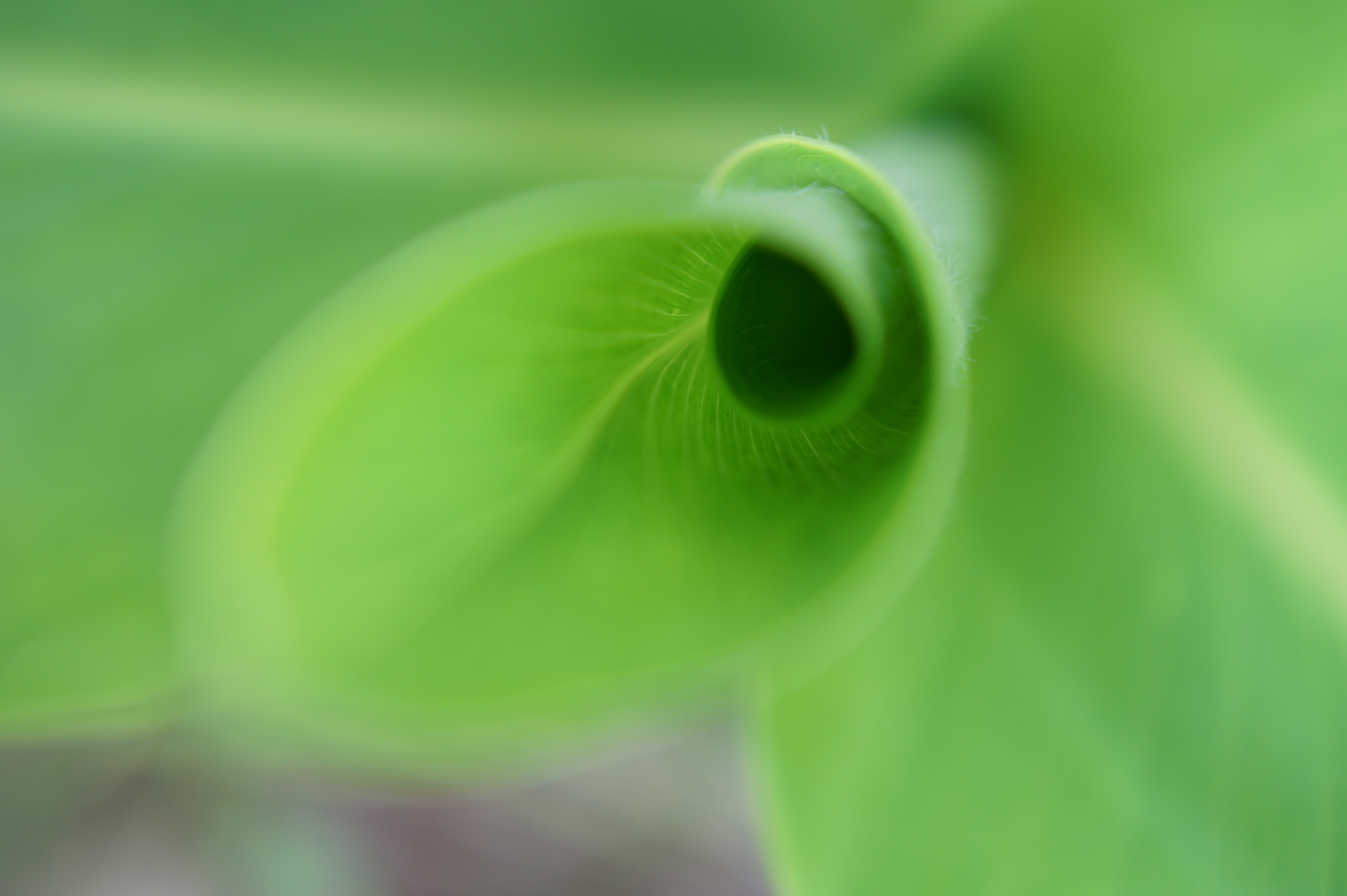 <b>MFでピントを最短撮影距離にセット。カメラを前後に動かしてピントを合わせて10コマくらい撮った中の1コマ<br>NEX-5 / E 18-55mm F3.5-5.6 OSS / 4,592×3,056 / 1/50秒 / F5.6 / 0EV / ISO200 / WB:オート / 55mm</b>