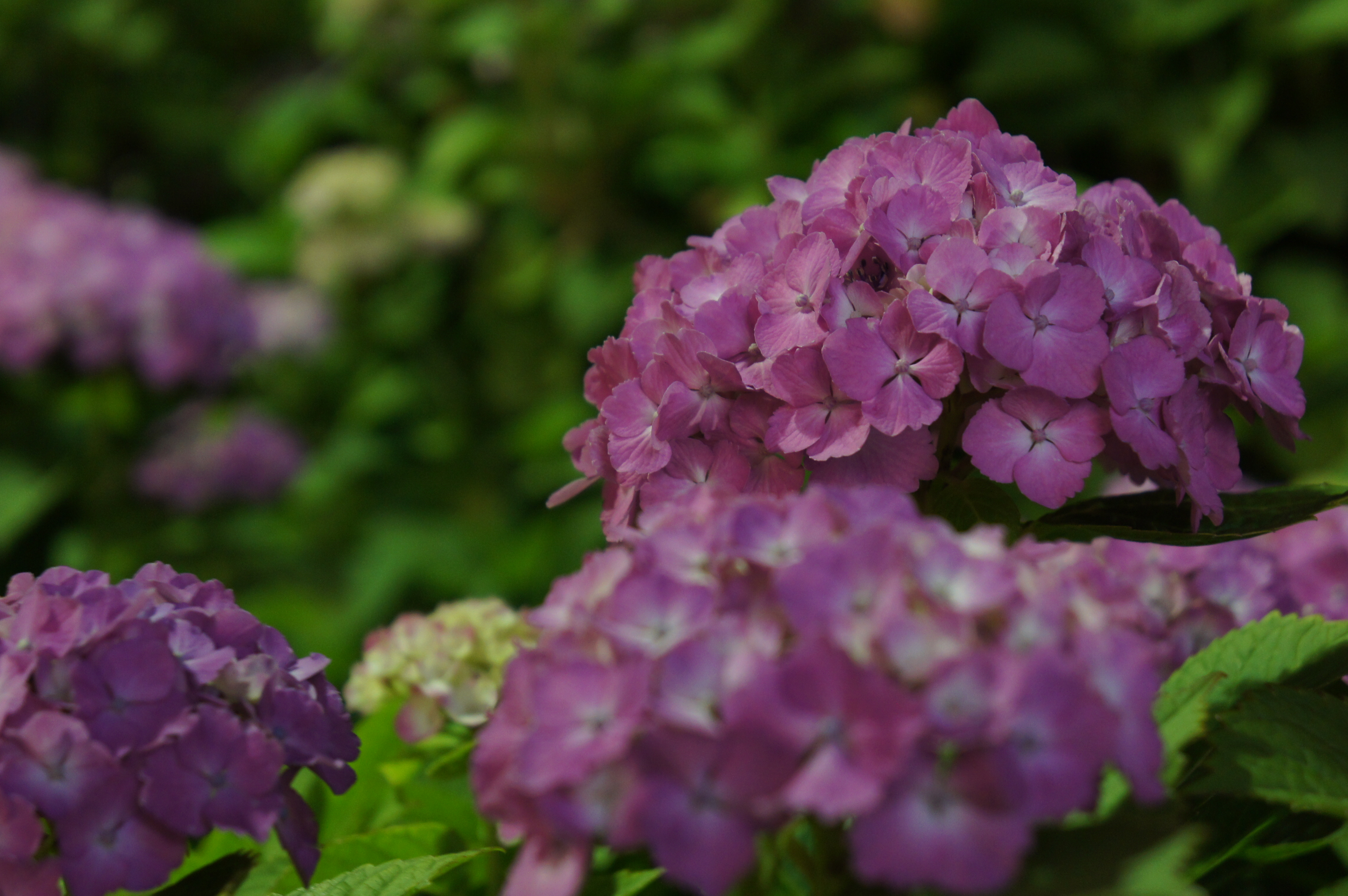 <b>NEX-5 / E 18-55mm F3.5-5.6 OSS / 約3.9MB / 4,592×3,056 / 1/10秒 / F5.6 / 0EV / ISO800 / WB:オート / 55mm</b>