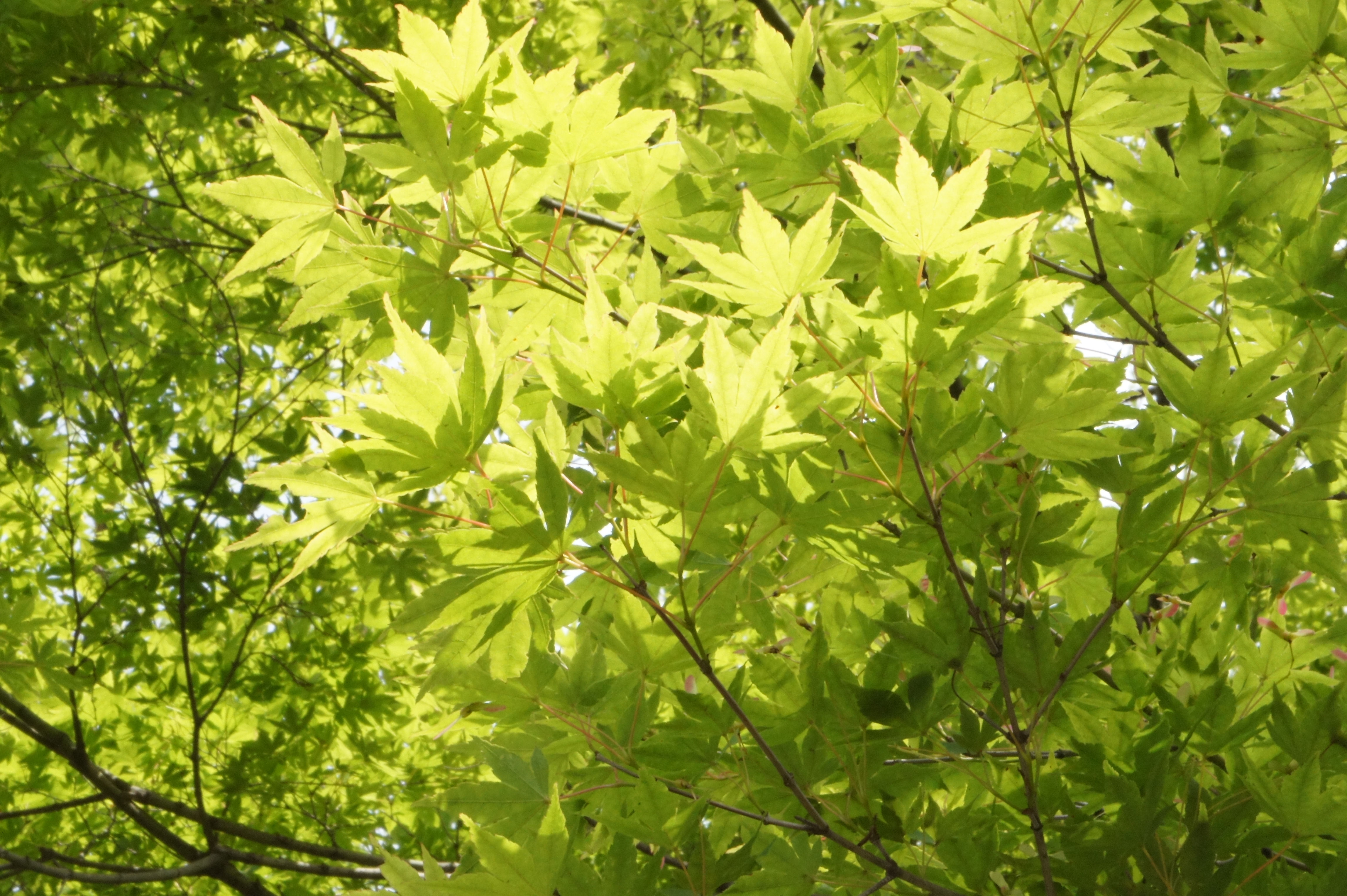 <b>NEX-5 / E 18-55mm F3.5-5.6 OSS / 約4.9MB / 4,592×3,056 / 1/80秒 / F32 / 0EV / ISO1600 / WB:オート / 55mm</b>