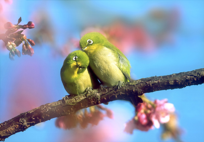 <b>「環境フォト・コンテスト2010」環境大臣賞/環境フォト大賞の作品</b>