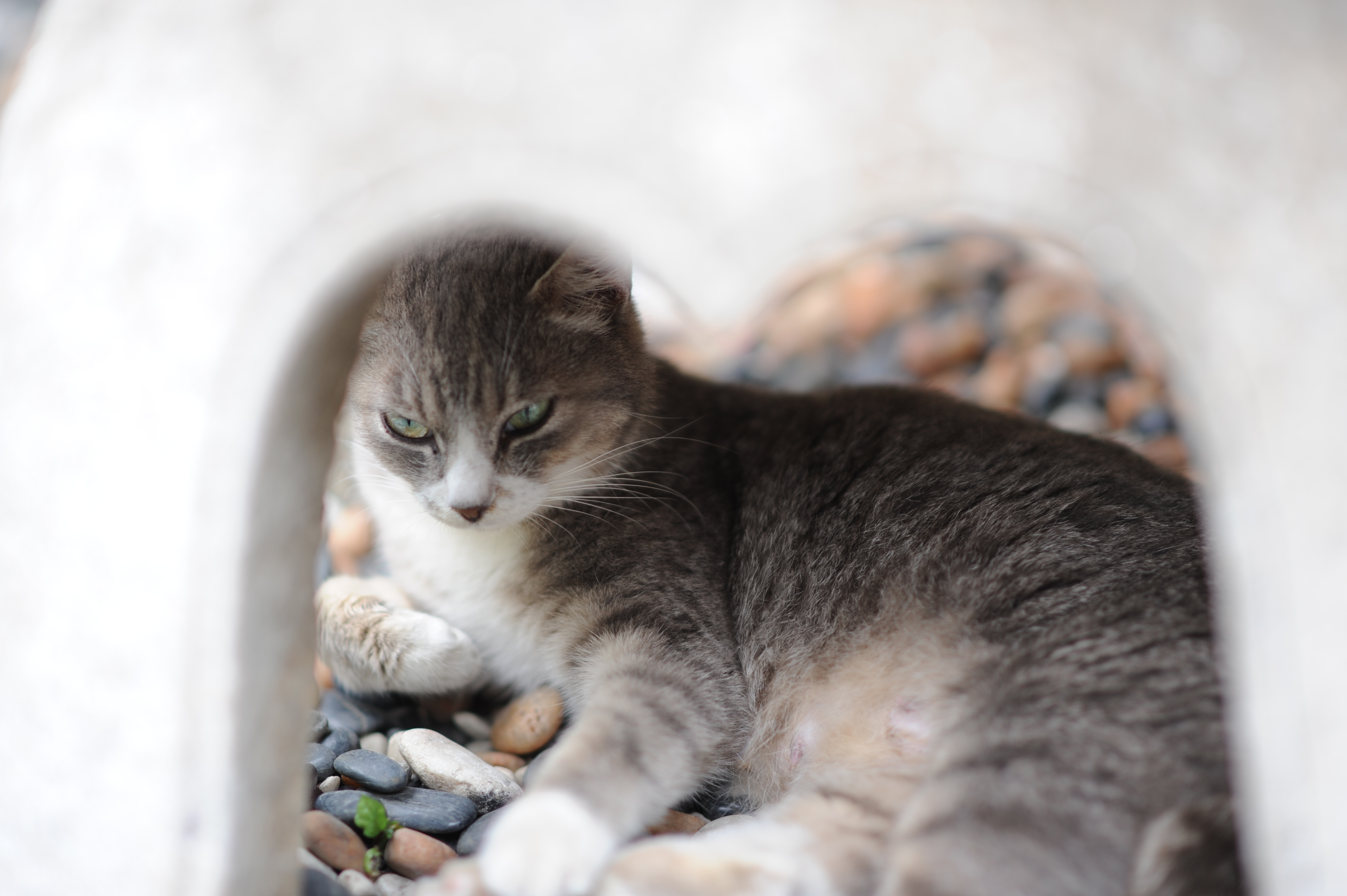 <b>D700 / 85mm F1.4 Aspherical IF / 4,256×2,832 / 1/200秒 / F1.4 / +1EV / ISO200 / 絞り優先AE / WB:オート / 85mm</b>