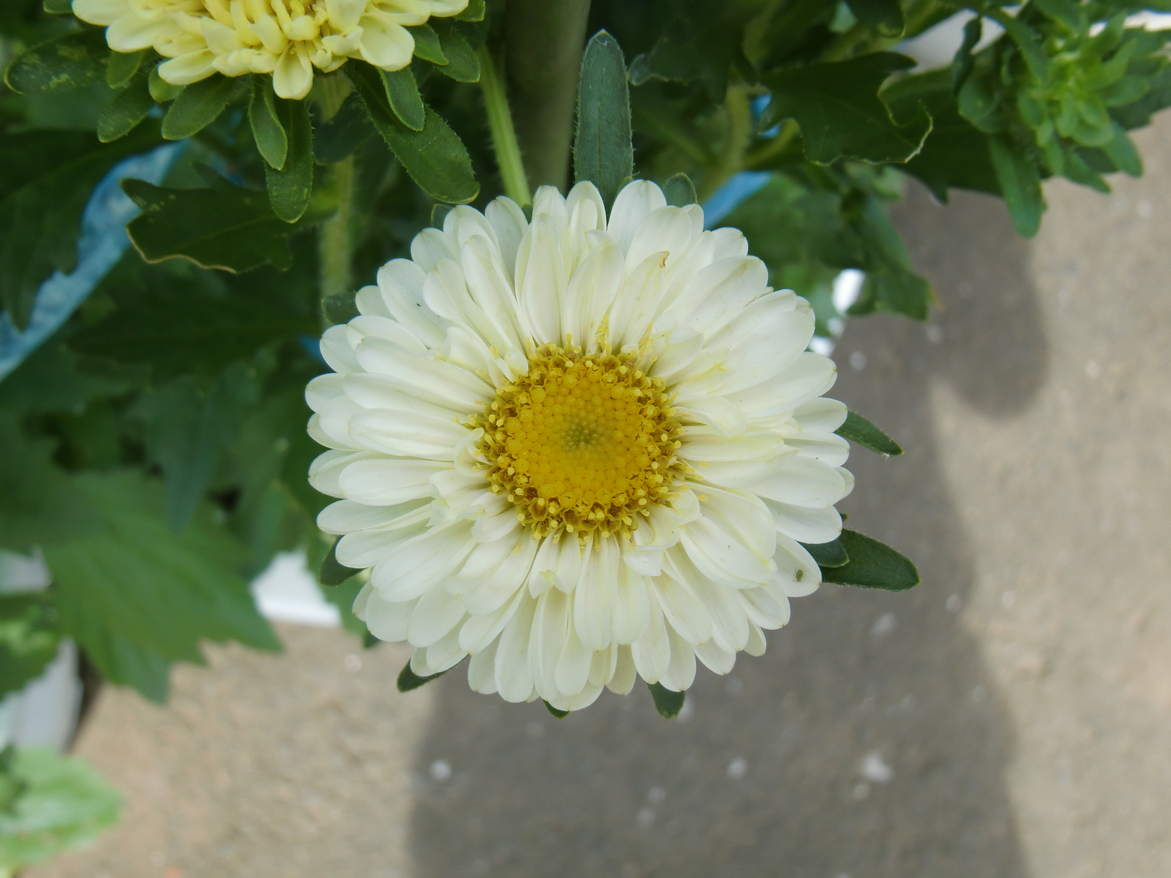 <b>EX-G1 / 4,000×3,000 / 1/100秒 / F3.9 / 0EV / ISO64 / WB:太陽光 / 6.7mm</b>