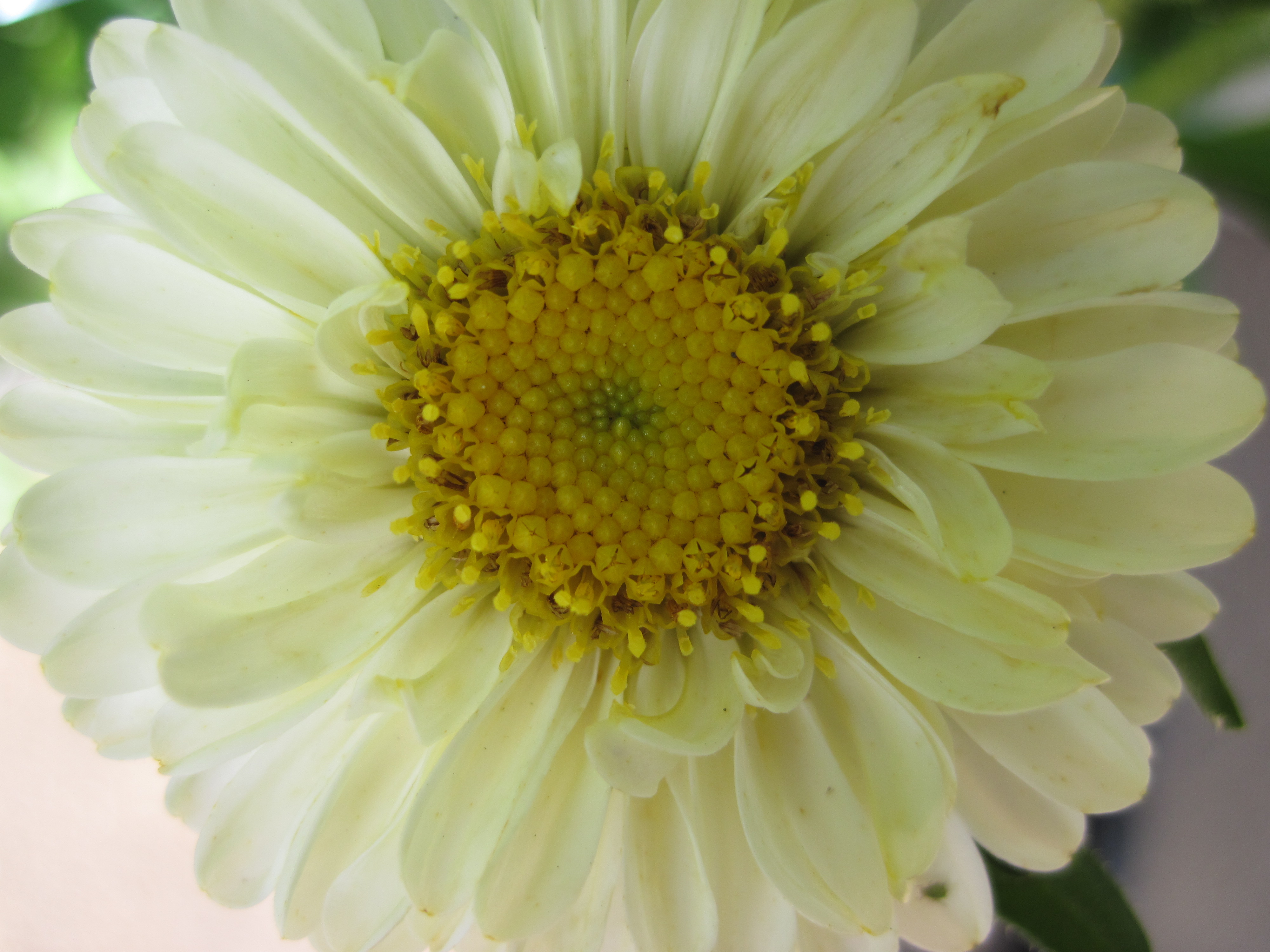 <b>PowerShot D10 / 4,000×3,000 / 1/160秒 / F2.8 / 0EV / ISO80 / WB:太陽光 / 6.2mm</b>