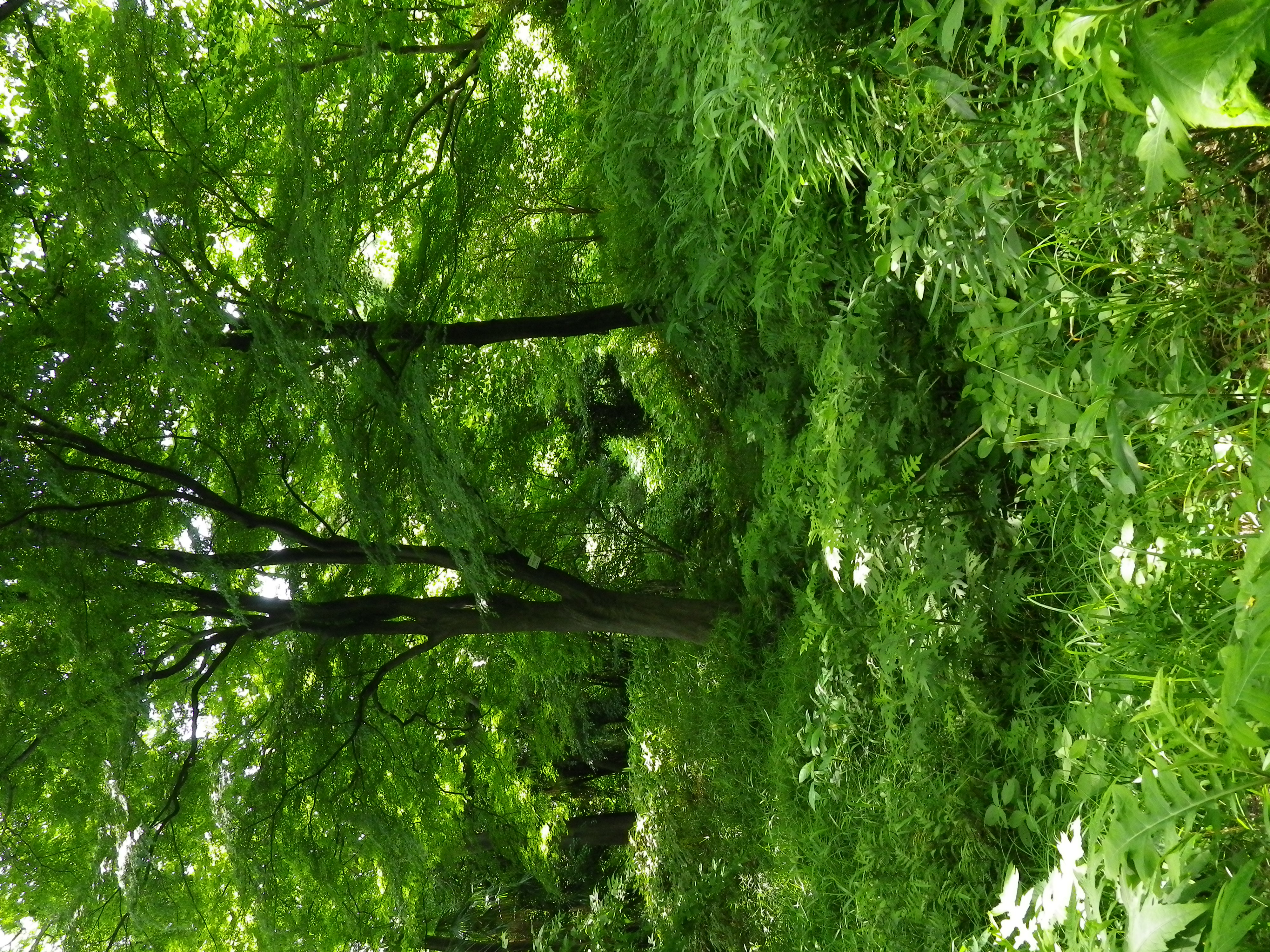 <b>Optio W90 / ISO200</b>