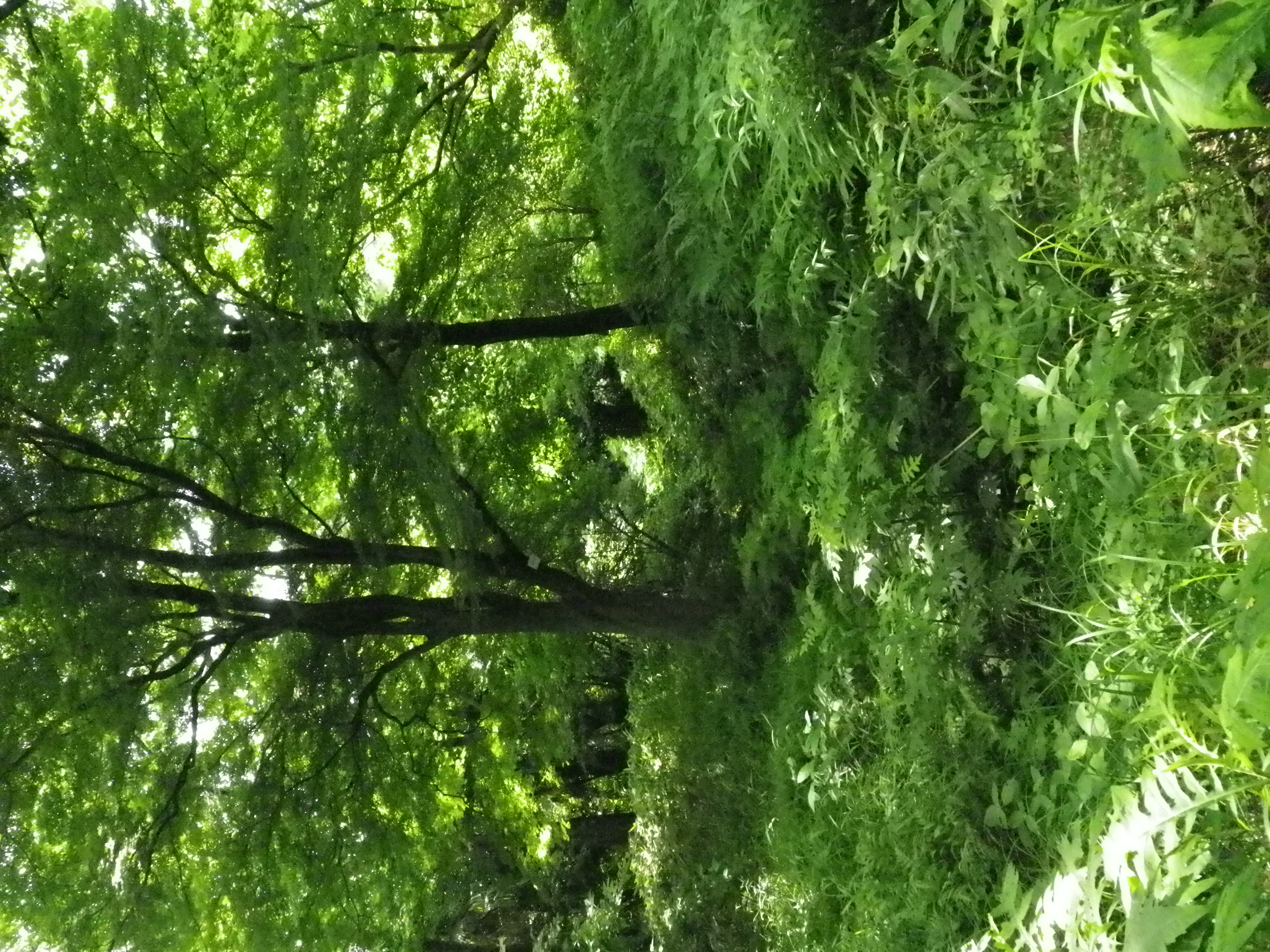 <b>Optio W90 / ISO1600</b>