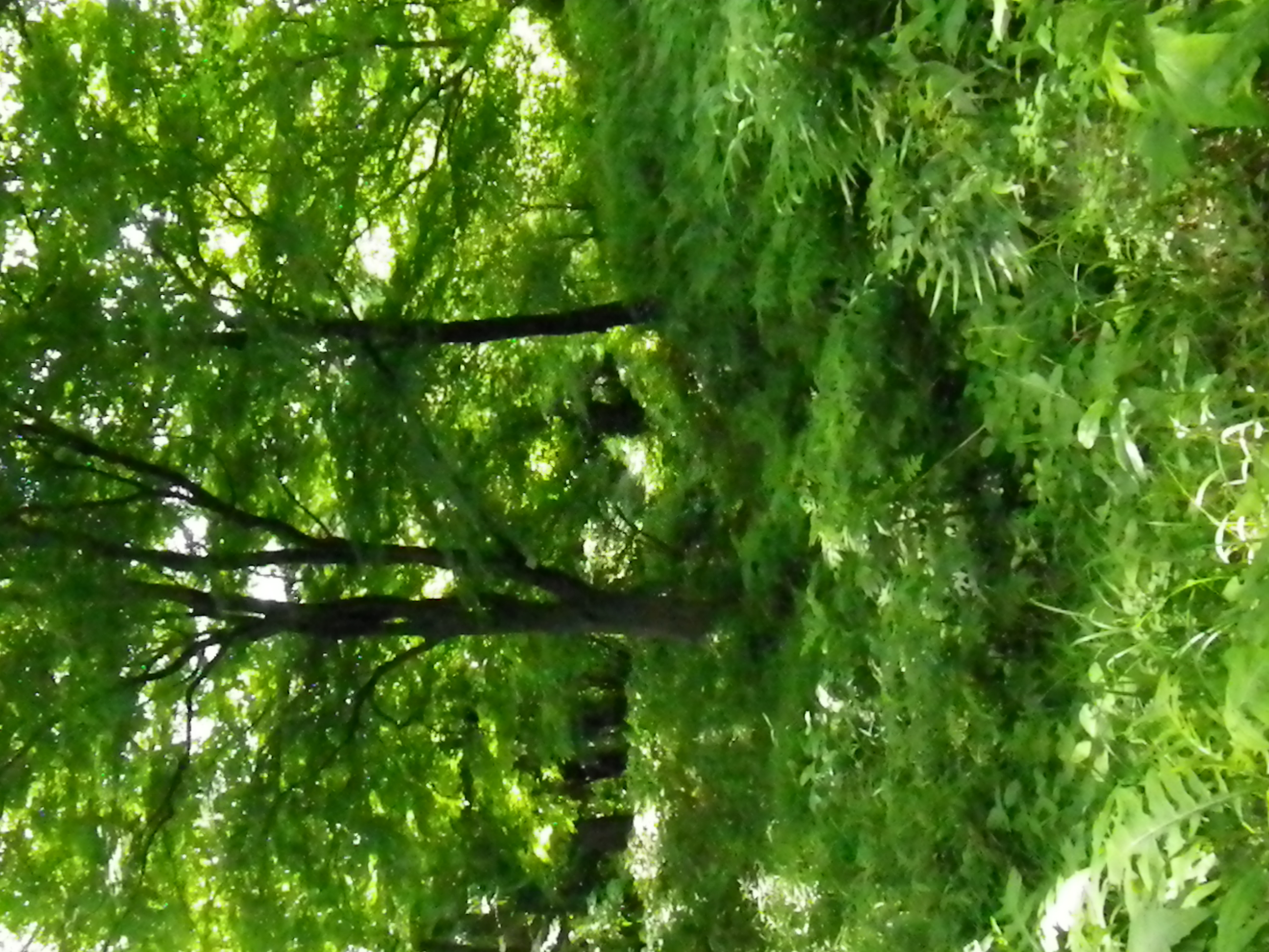 <b>Optio / ISO6400</b>