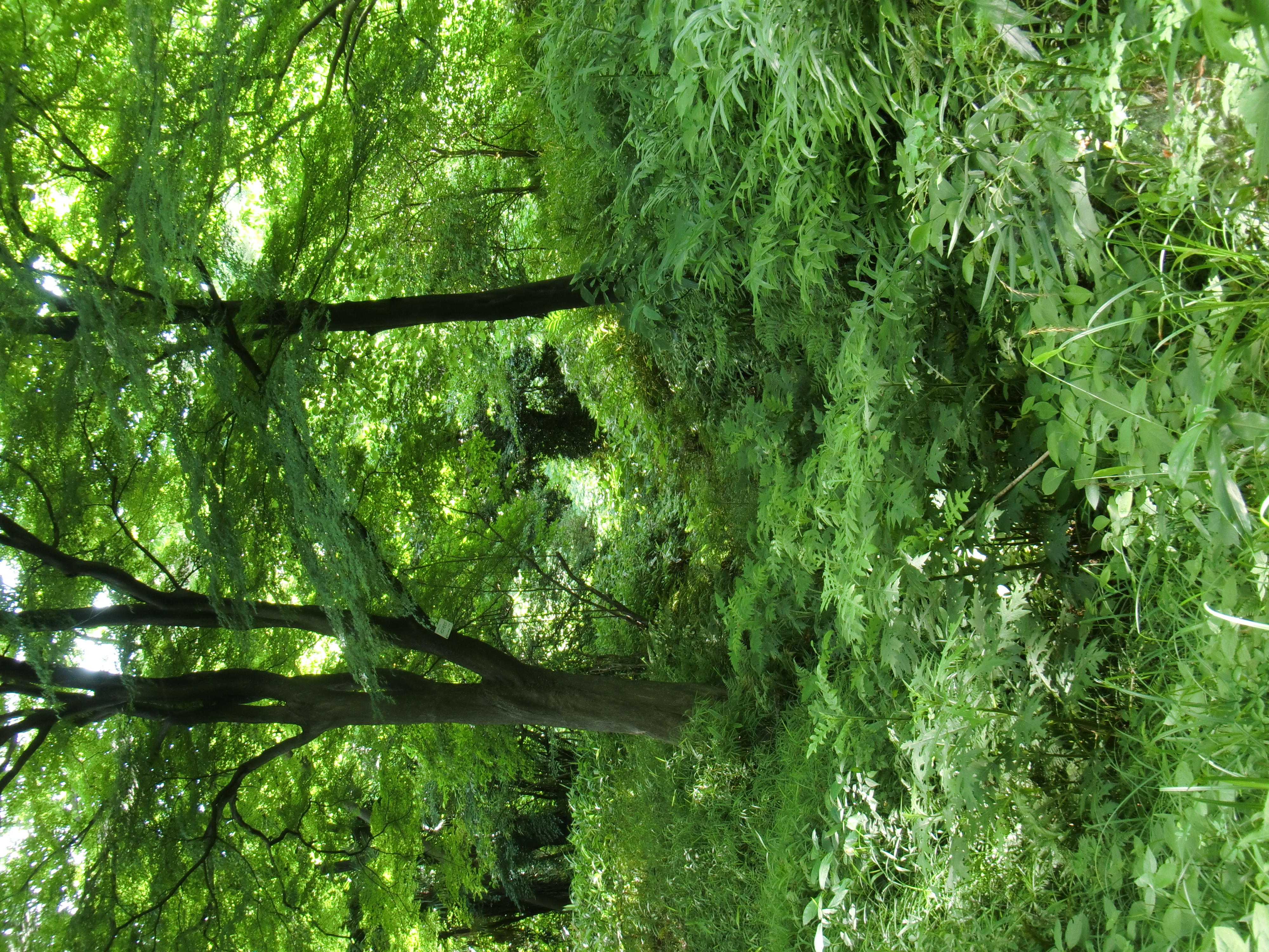 <b>EX-G1 / ISO64</b>