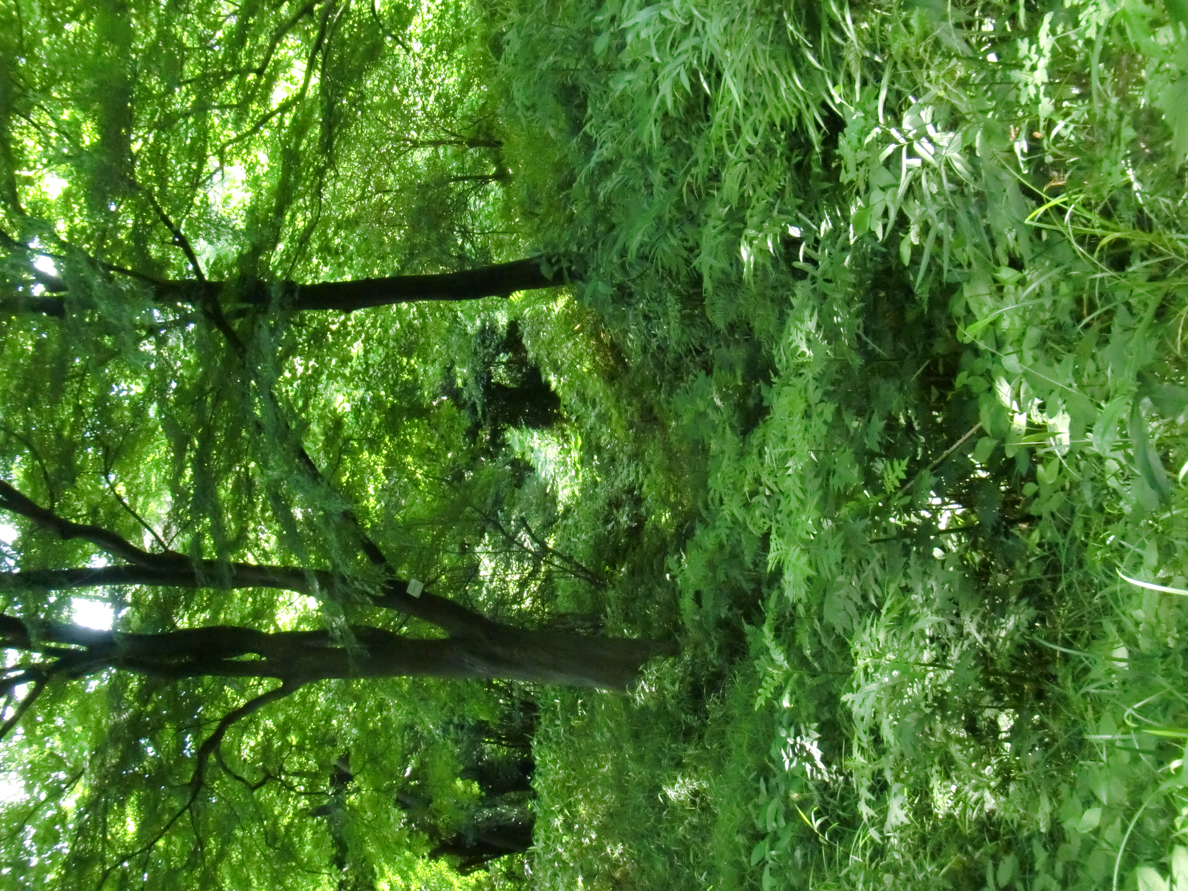 <b>EX-G1 / ISO800</b>