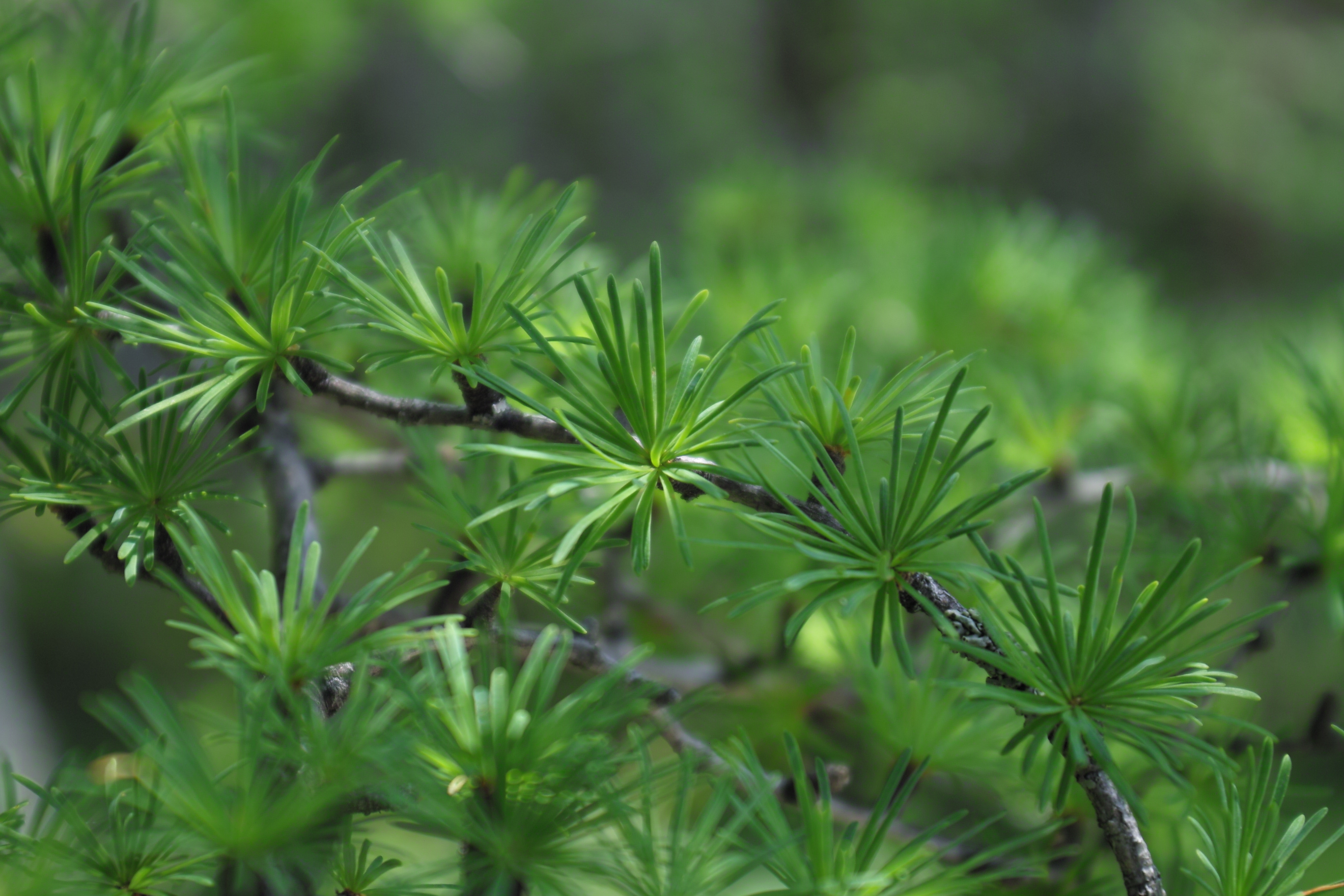 <b>SD15 / 18-50mm F2.8-4.5 DC OS HSM / 約2.4MB / 2,640×1,760 / 1/250秒 / F4.5 / -0.3EV / ISO100 / 50mm</b>