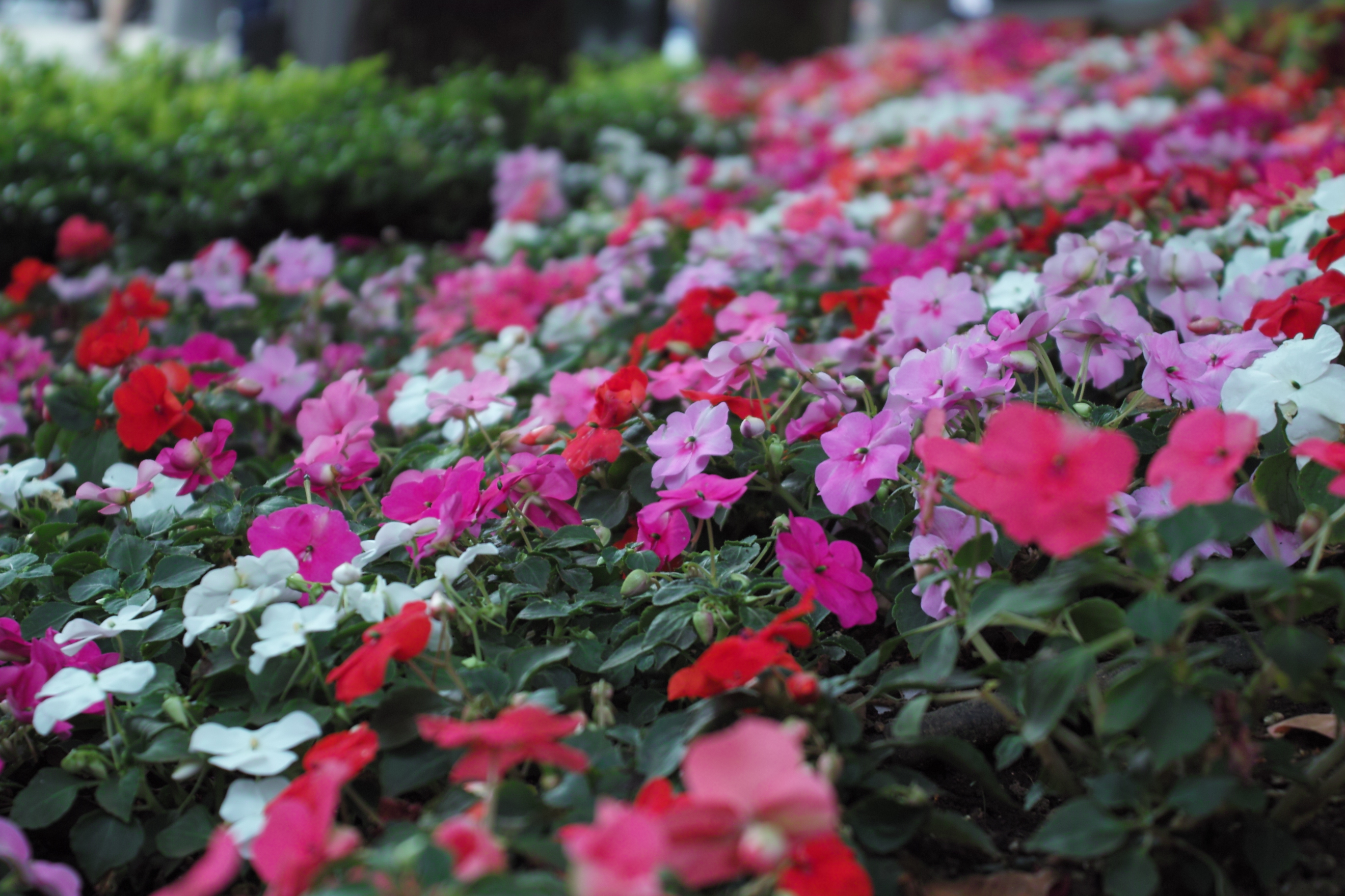 <b>ポートレート</b>