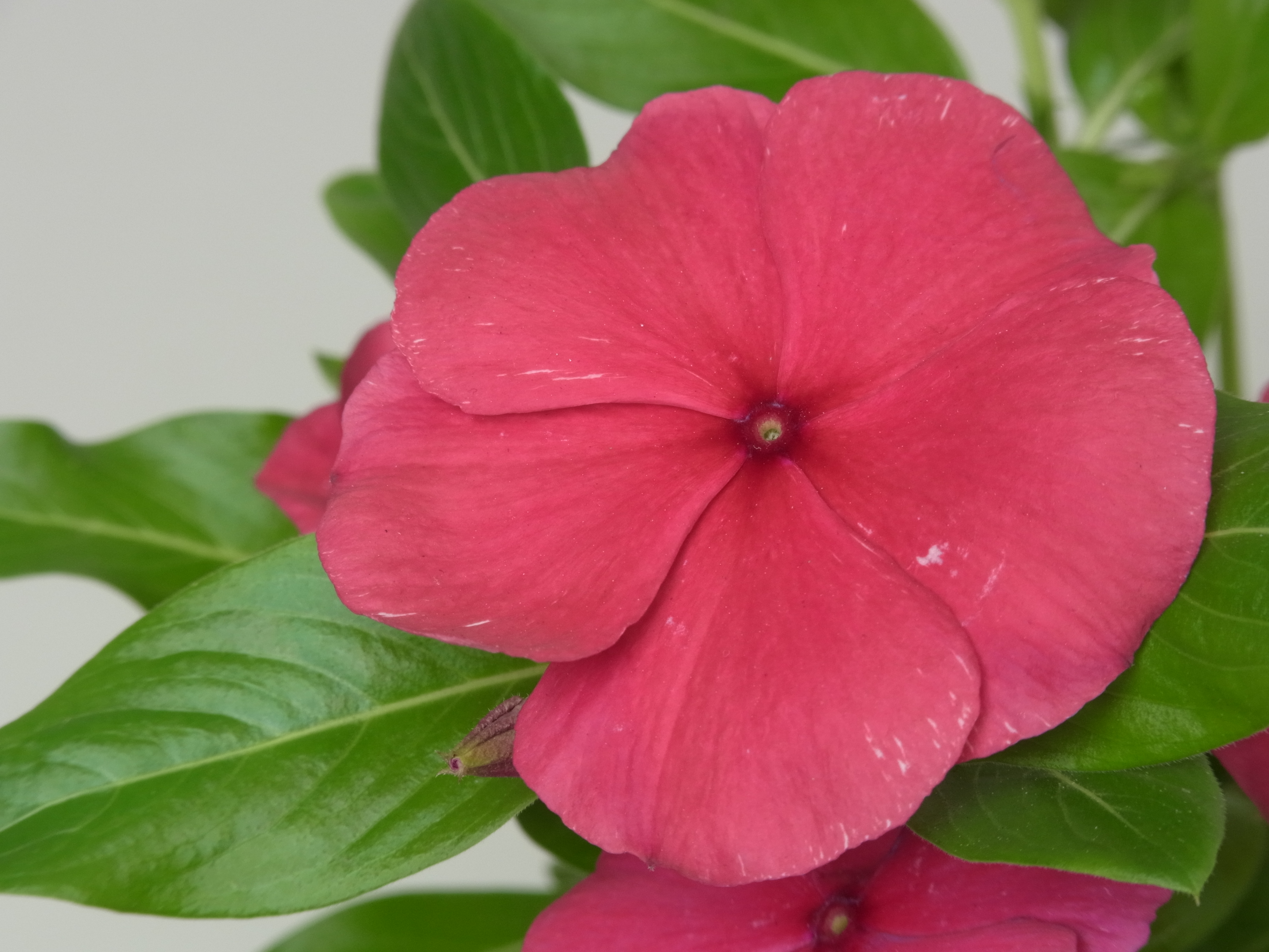 <b>ナチュラル</b>