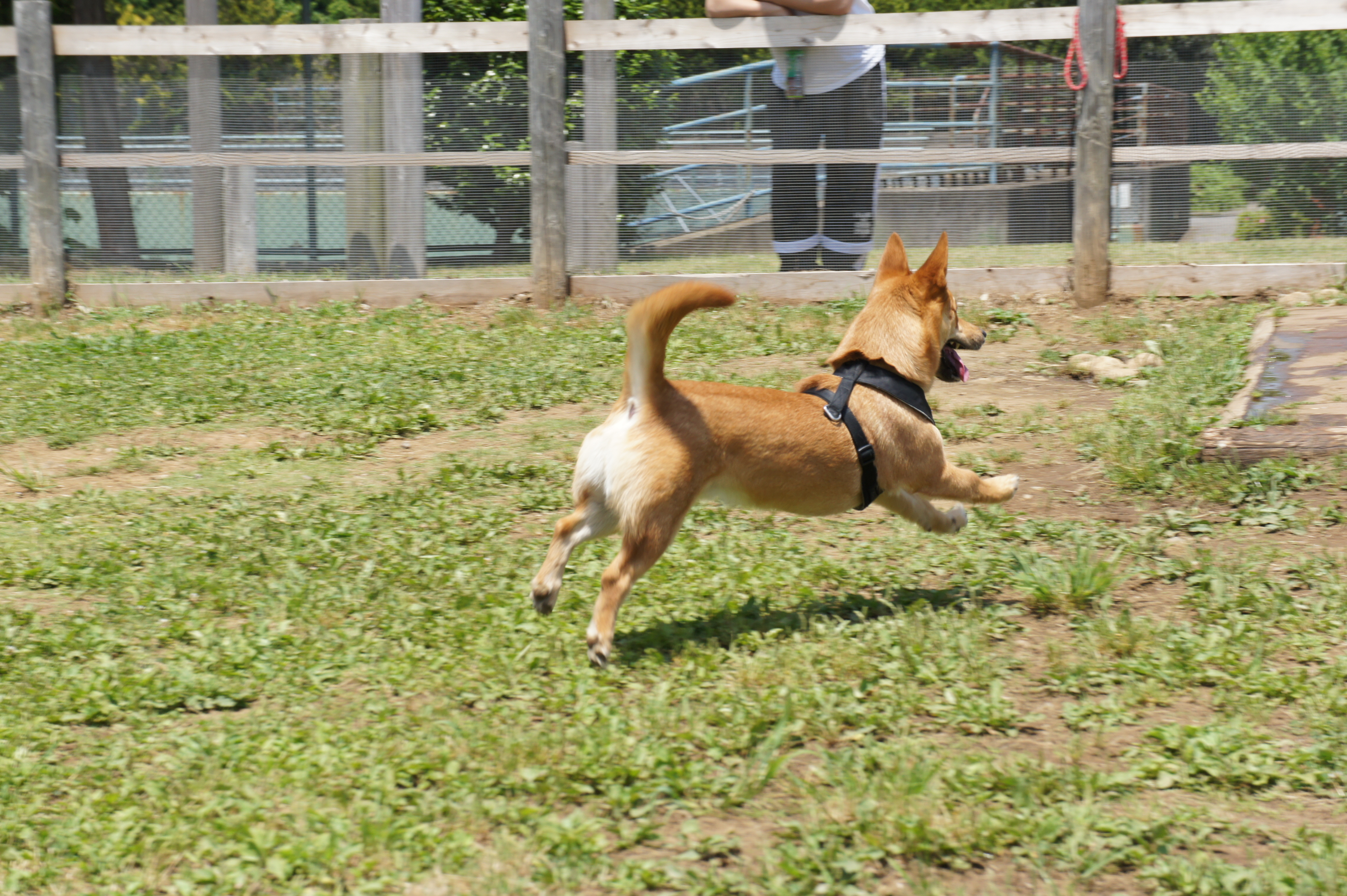 <b>NEX-5 / E 18-55mm F3.5-5.6 OSS / 約5.7MB / 4,592×3,056 / 1/250秒 / F9 / 0EV / ISO200 / WB:オート / 55mm</b>