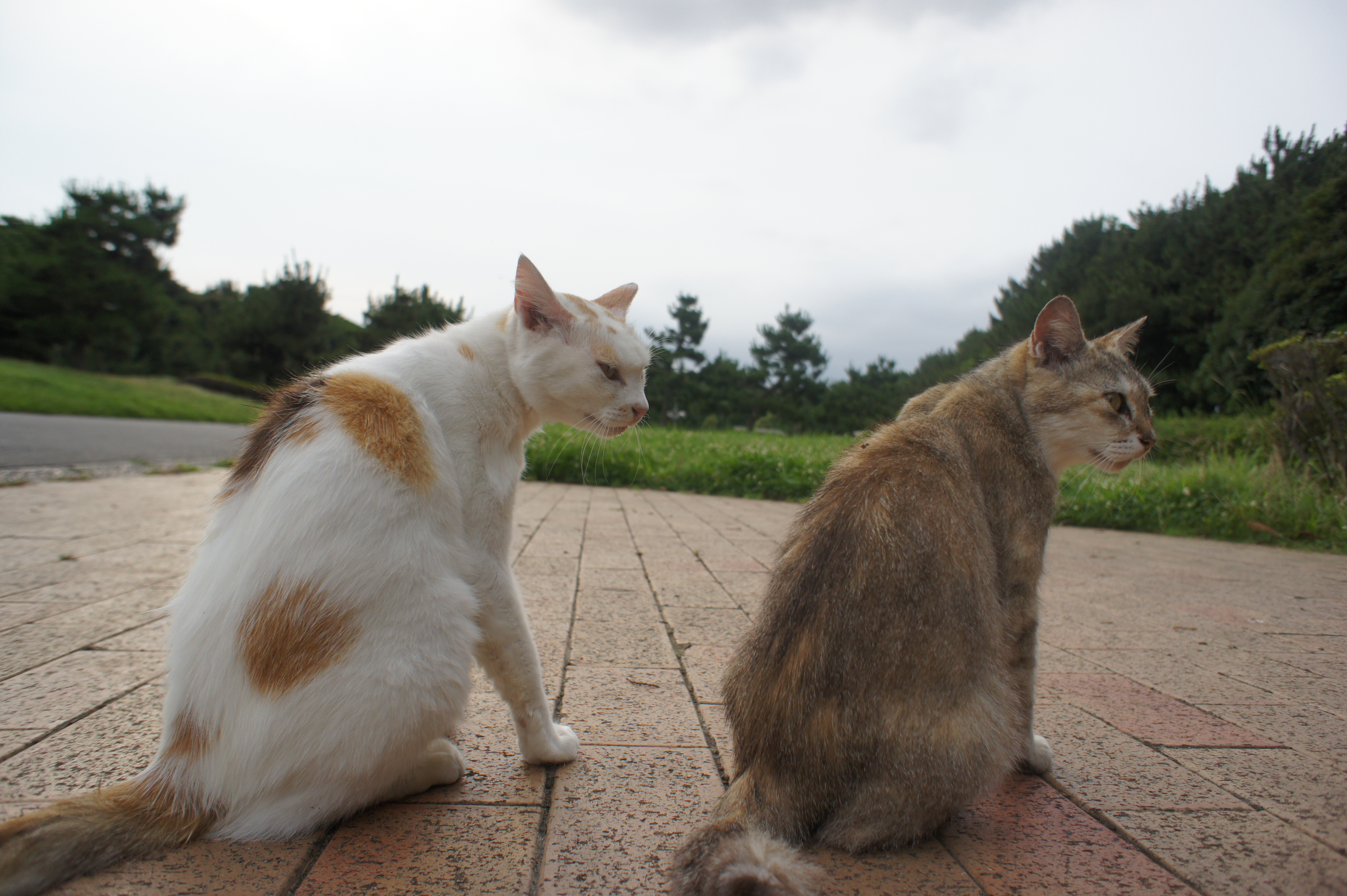 <b>NEX-5 / E 16mm F2.8 / 約4.3MB / 4,592×3,056 / 1/1,000秒 / F4 / 0EV / ISO200 / WB:オート / 16mm</b>