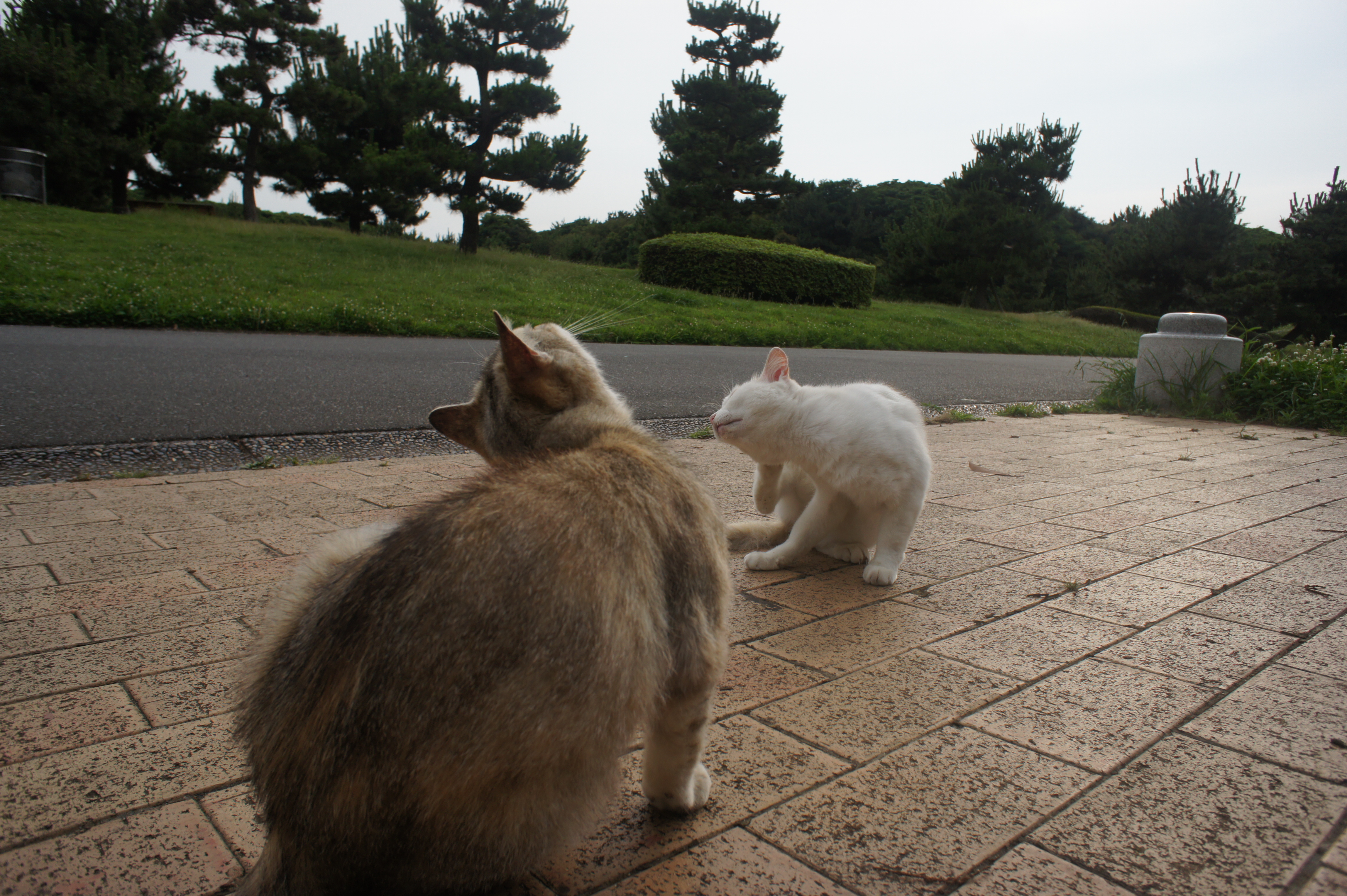 <b>NEX-5 / E 16mm F2.8 / 約5.6MB / 4,592×3,056 / 1/320秒 / F8 / -0.7EV / ISO200 / WB:オート / 16mm</b>
