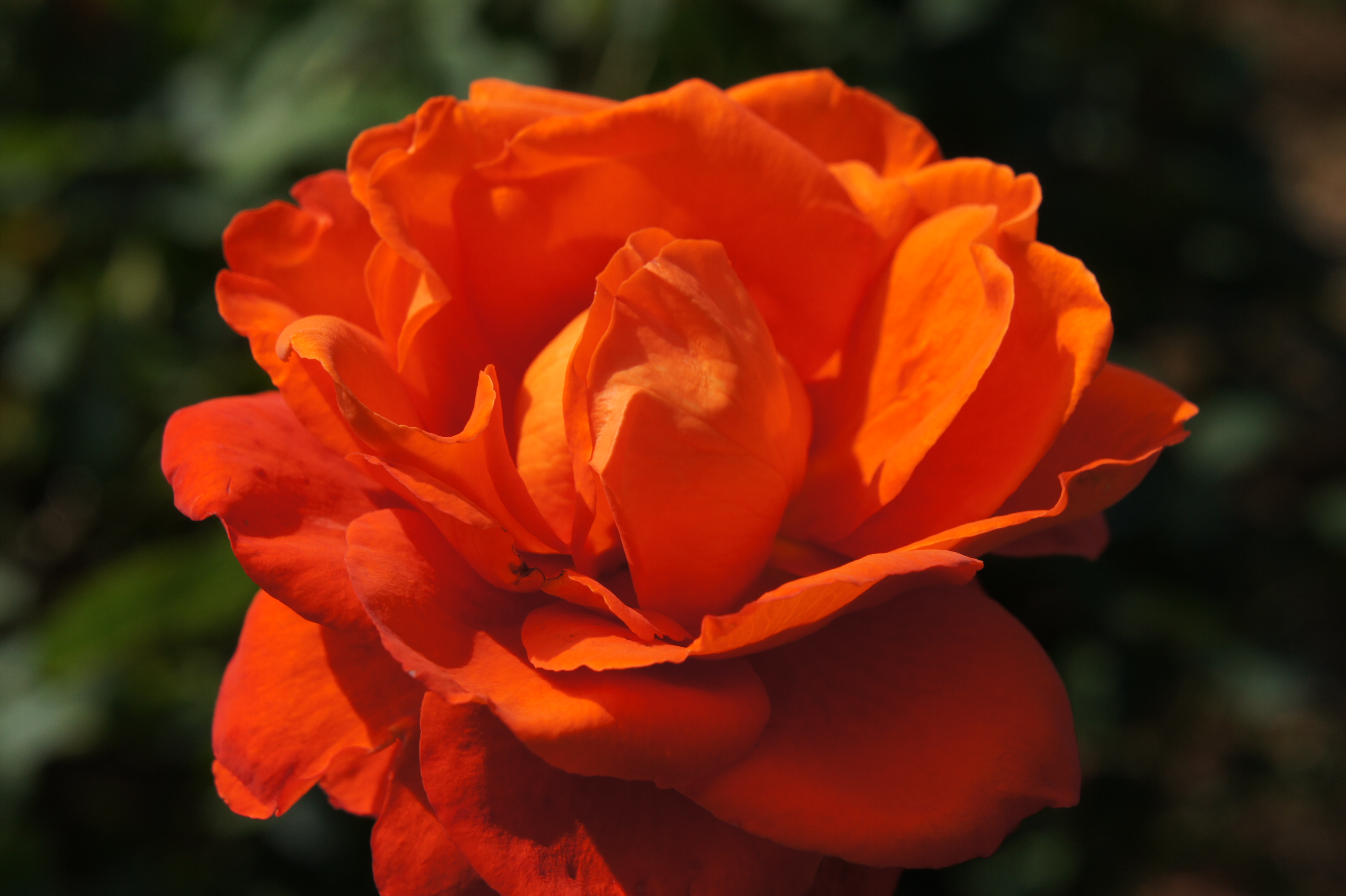 <b>コントラストAFでのピントが心配な場合は、DMFで拡大表示すれば確認しやすい<br>NEX-5 / E 18-55mm F3.5-5.6 OSS / 約2.8MB / 4,592×3,056 / 1/640秒 / F9 / -0.7EV / ISO200 / WB:オート / 55mm</b>