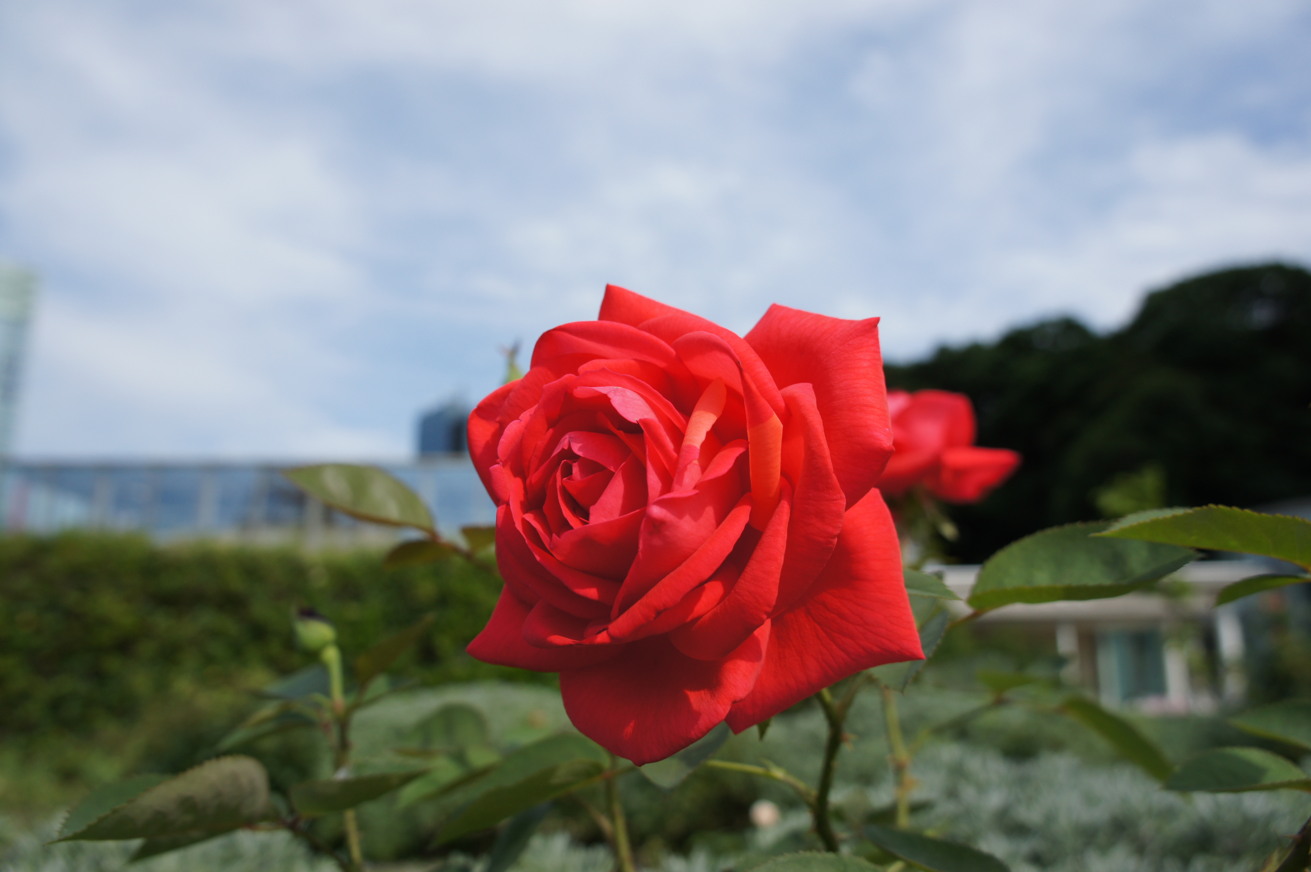 <b>DMFは、特に三脚を使ってマクロ撮影をするときに便利。拡大位置は十字キーで自由に動かせ、ソフトキー2で拡大率を7倍と14倍から変更できる<br>NEX-5 / E 18-55mm F3.5-5.6 OSS / 約2.9MB / 4,592×3,056 / 1/1,000秒 / F5.6 / -0.3EV / ISO200 / WB:オート / 18mm</b>