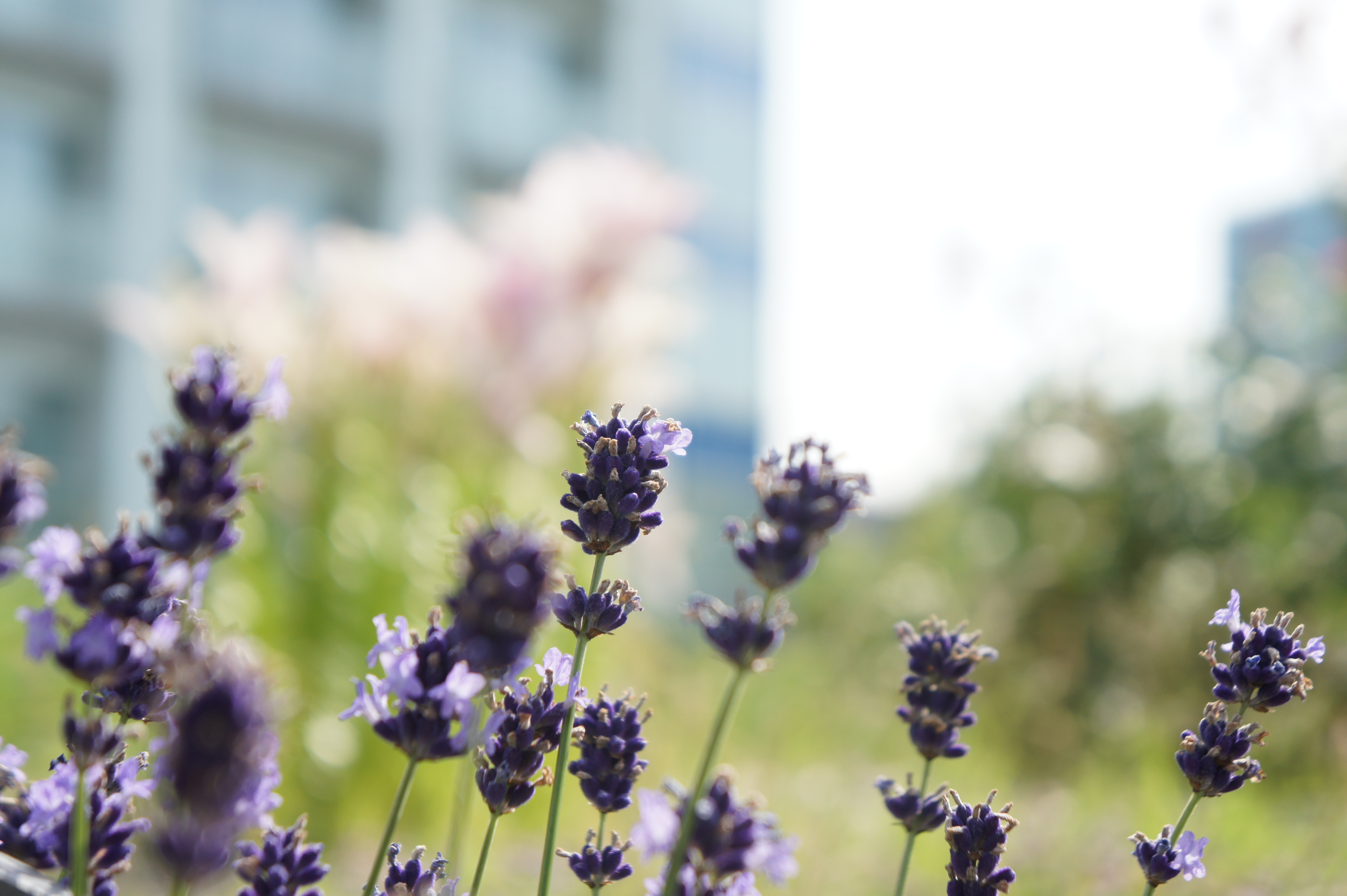 <b>被写体が複数ある場合、特に三脚での撮影ならフレキシブルスポット＋DMFを使うのがいい<br>NEX-5 / E 18-55mm F3.5-5.6 OSS / 約2.9MB / 4,592×3,056 / 1/400秒 / F5.6 / +0.7EV / ISO200 / WB:オート / 55mm</b>