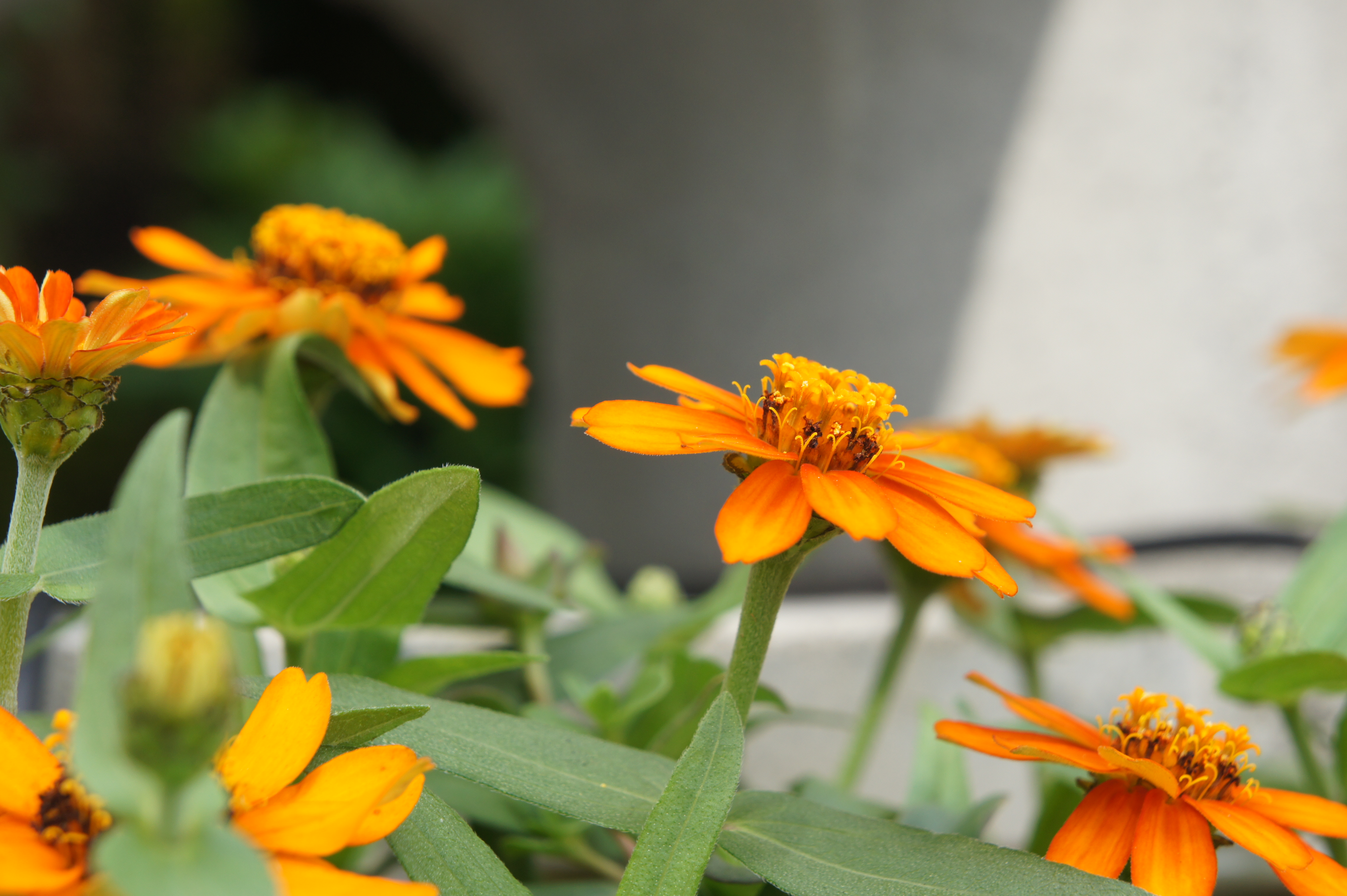 <b>DMFの場合、ピントリングを回して2秒ほど放置すると拡大表示が終了する<br>NEX-5 / E 18-55mm F3.5-5.6 OSS / 約3.4MB / 4,592×3,056 / 1/160秒 / F7.1 / 0EV / ISO200 / WB:オート / 54mm</b>