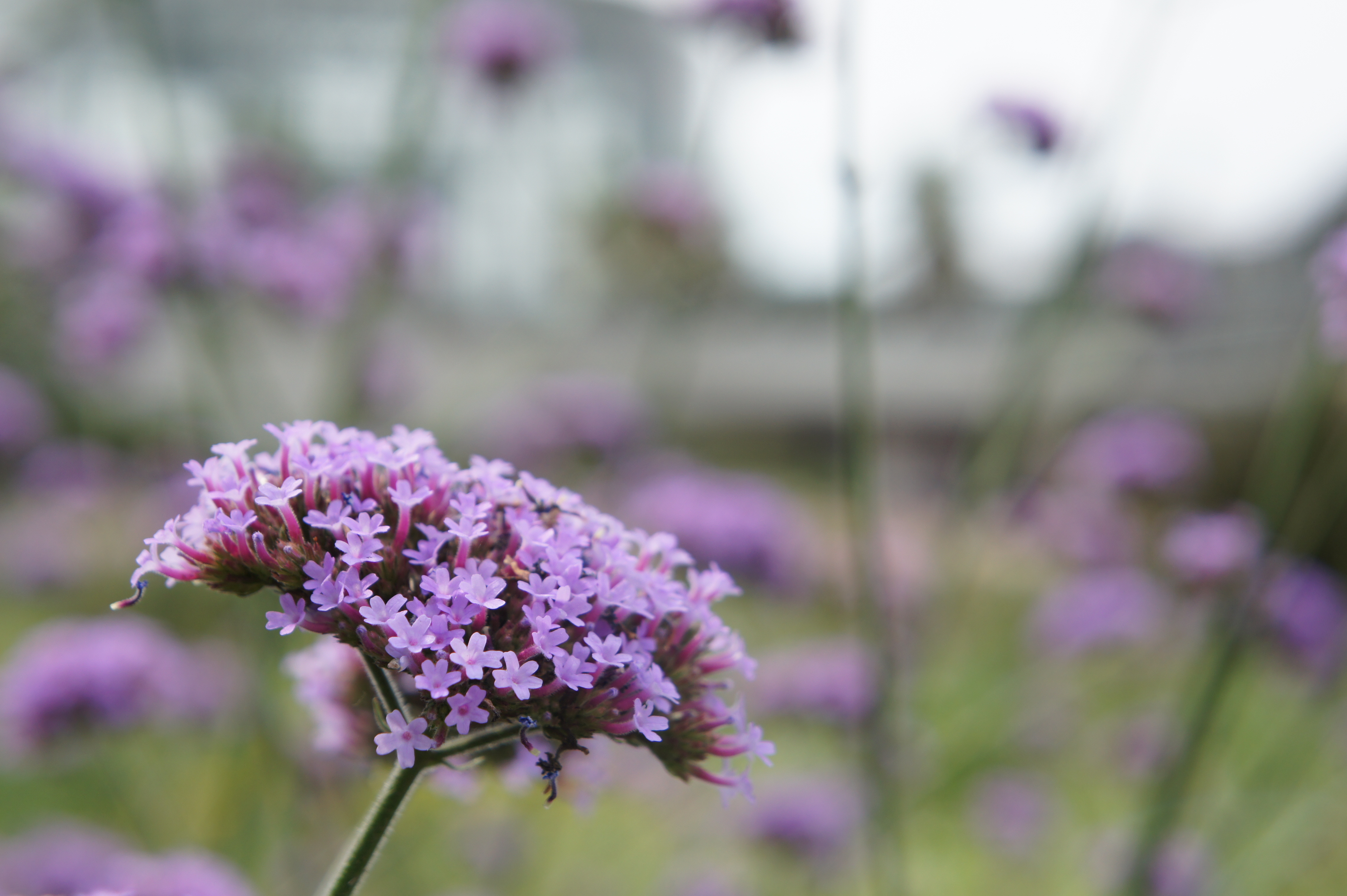 <b>NEX-5の場合、手ブレ補正付きレンズ（標準ズームのE 18-55mm F3.5-5.6 OSS）なら、手持ちでも十分MFができる<br>NEX-5 / E 18-55mm F3.5-5.6 OSS / 約3.0MB / 4,592×3,056 / 1/320秒 / F6.3 / 0EV / ISO200 / WB:オート / 51mm</b>