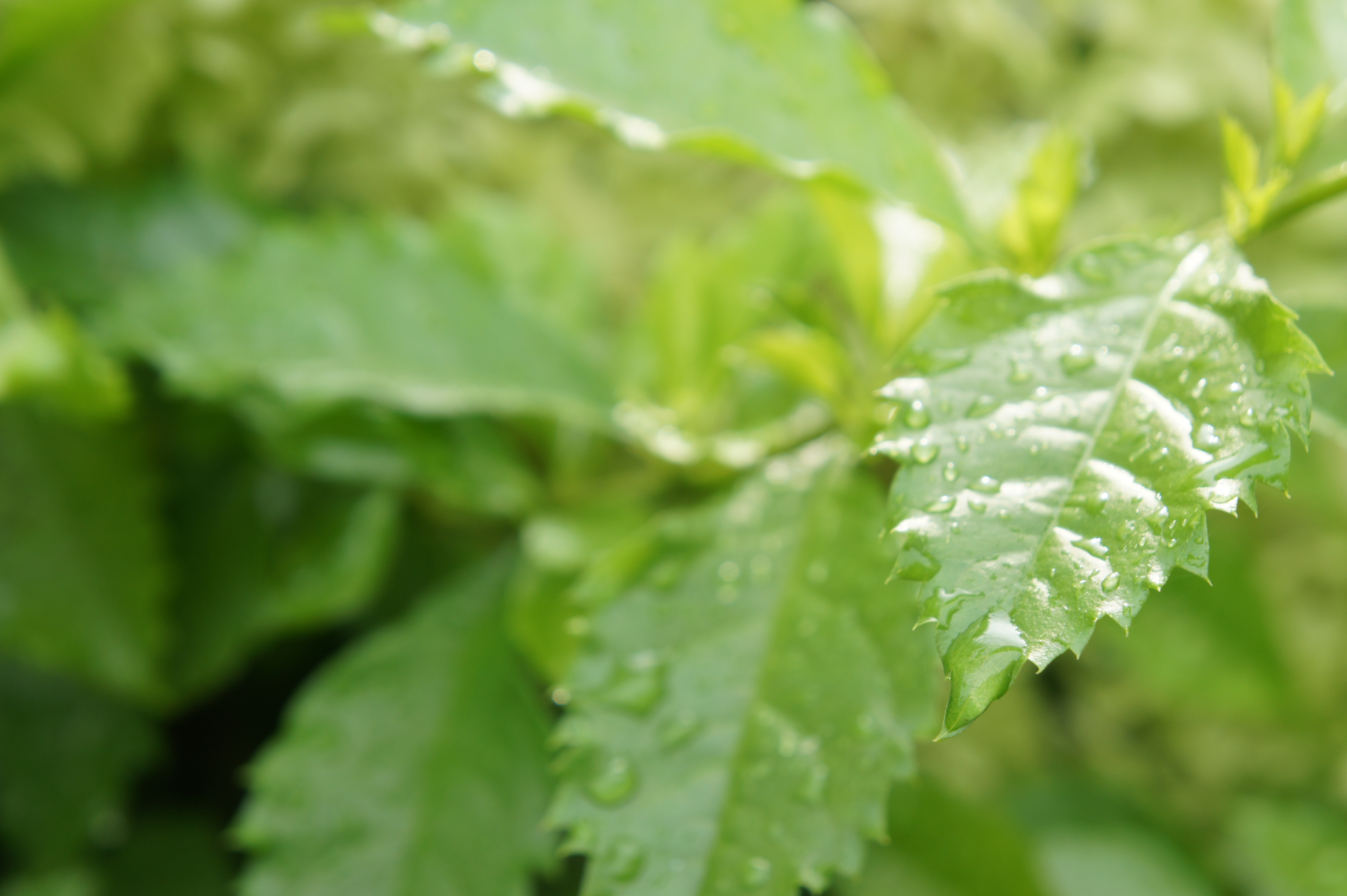 <b>中央重点AFでAFロックを使えば、任意の位置にピントを合わせるのも可能だが、被写界深度が浅くなる開放付近では、フレキシブルスポットでDMFの方が確実。AFの切り替え操作がもう少し楽なら良かった<br>NEX-5 / E 18-55mm F3.5-5.6 OSS / 約3.2MB / 4,592×3,056 / 1/100秒 / F6.3 / 0EV / ISO200 / WB:オート / 55mm</b>