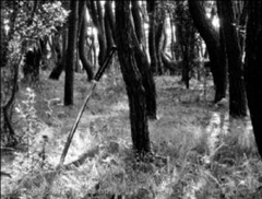 <b>(c)高梨史生</b>