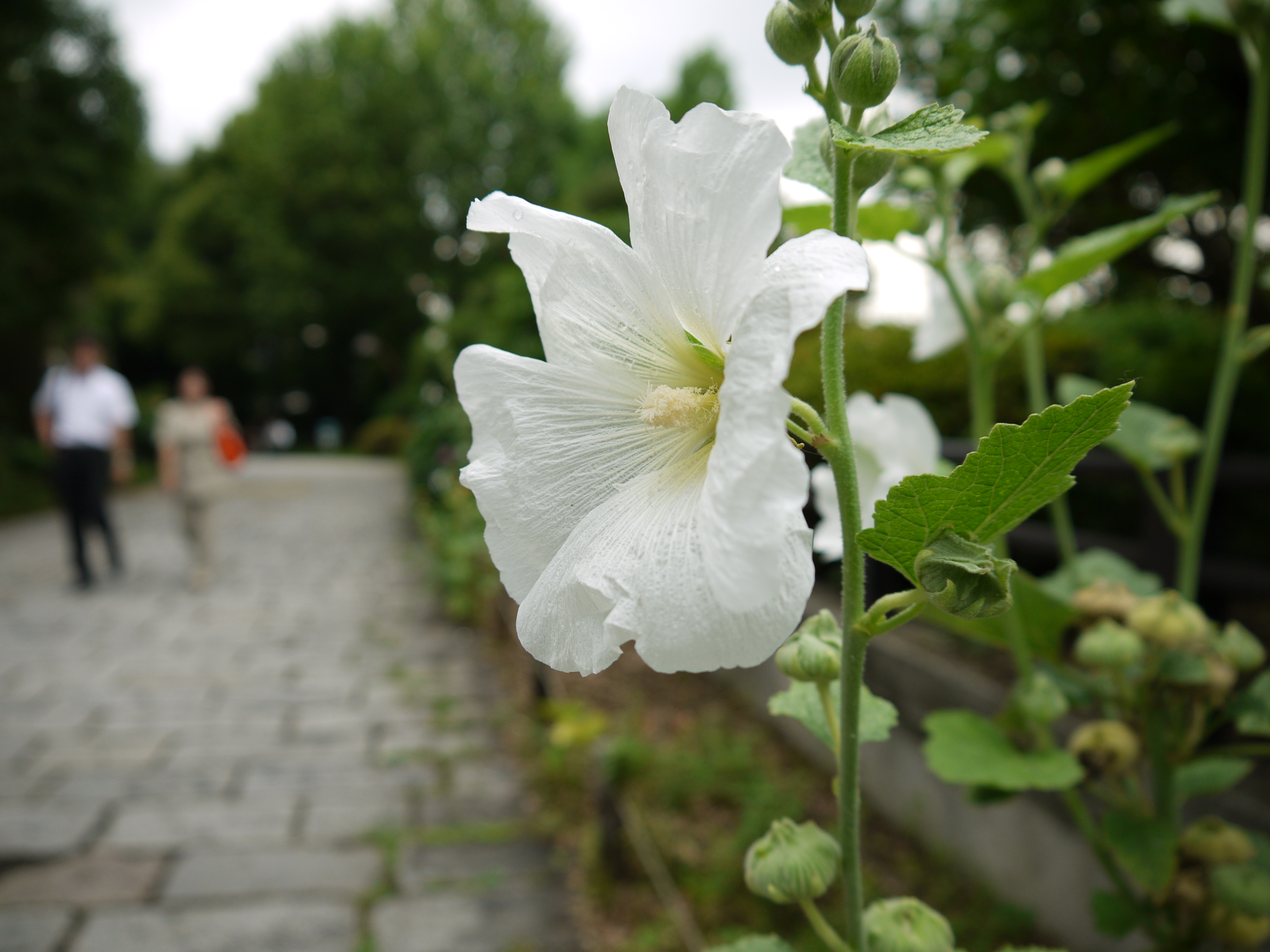 <b>DMC-G10 / LUMIX G VARIO 14-42mm F3.5-5.6 ASPH. MEGA O.I.S. / 約3.8MB / 4,000×3,000 / 1/250秒 / F3.5 / +0.7EV / ISO100 / WB:オート / 14mm</b>