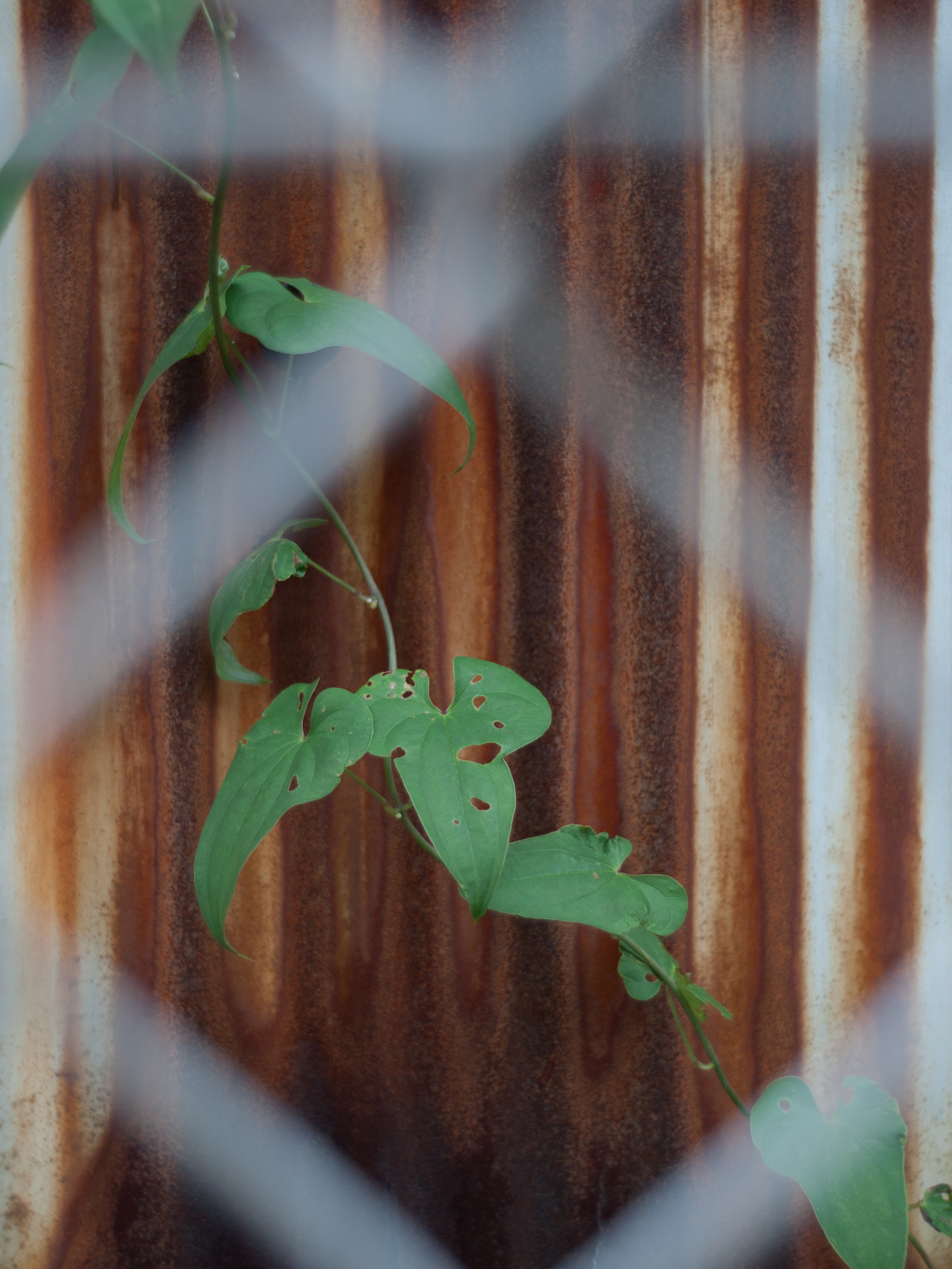 <b>DMC-GF1 / エルマリート-R 35mm F2.8 タイプI / 4,000×3,000 / 1/320秒 / F4 / -0.66EV / ISO200 / WB:オート / 35mm</b>