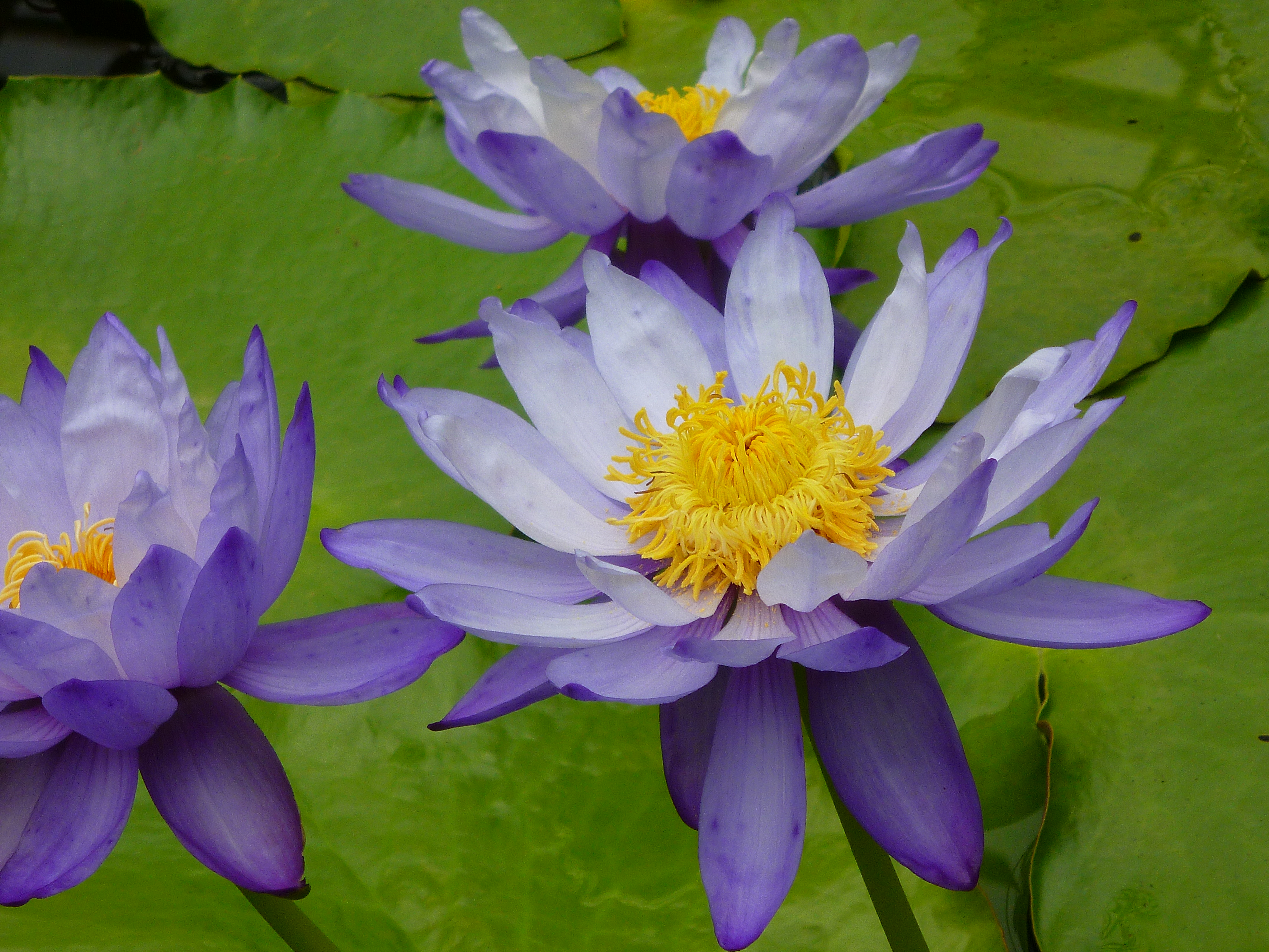 <b>iAズームON</b>